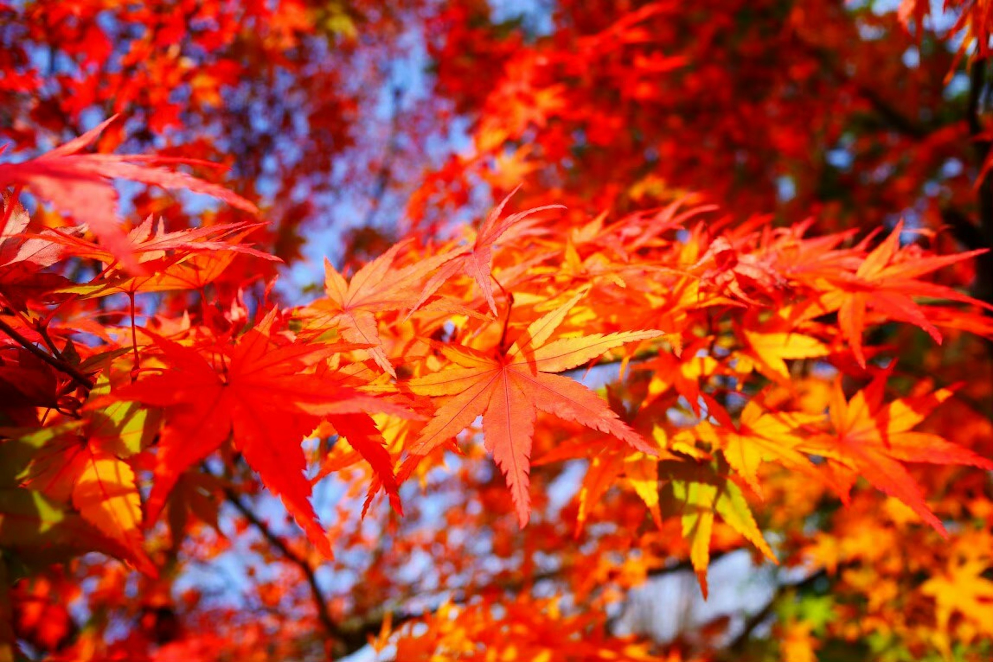 Lebendige rote Ahornblätter breiten sich unter einem blauen Himmel aus