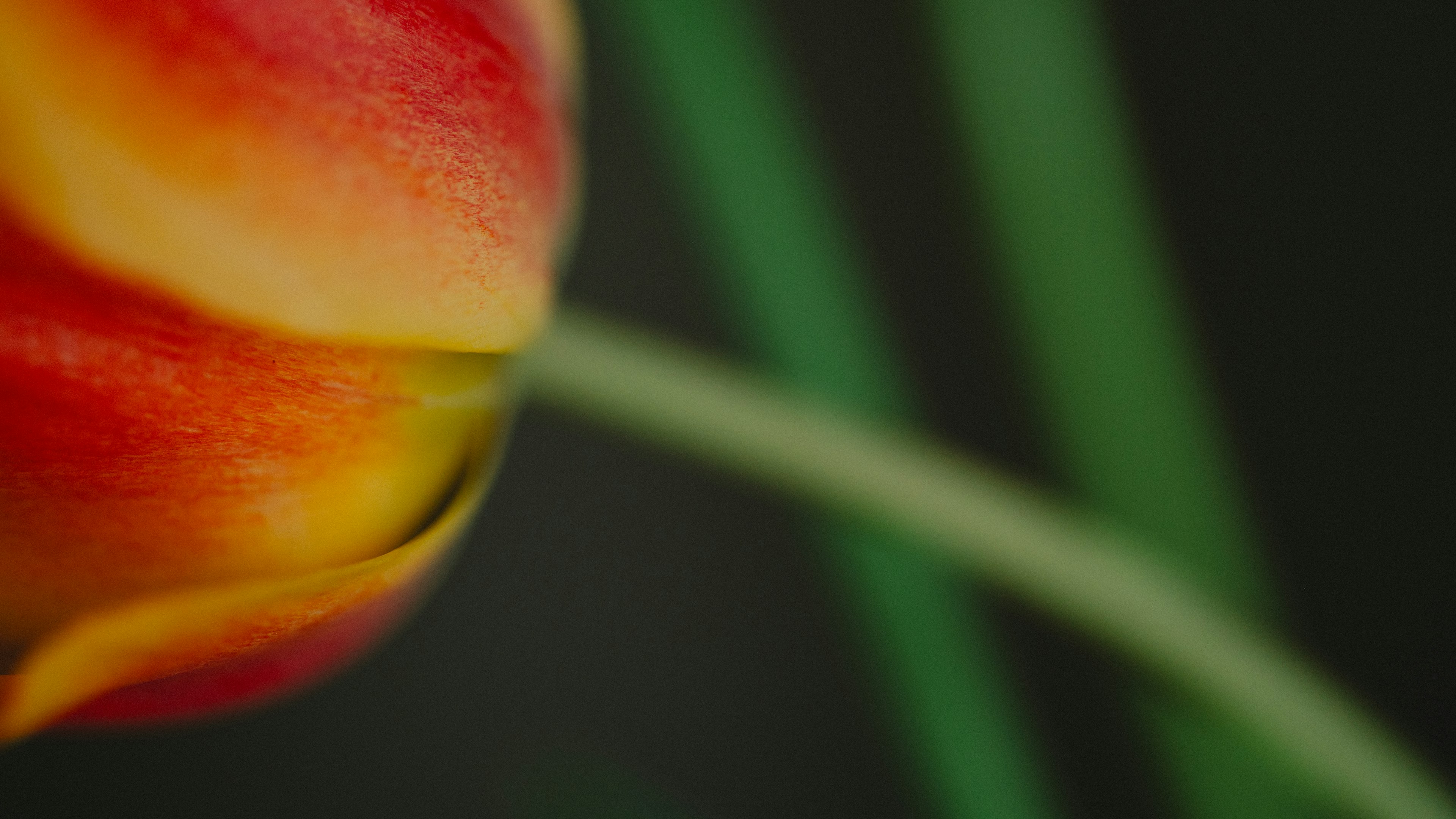 Primer plano de un pétalo de tulipán vibrante con tallo verde