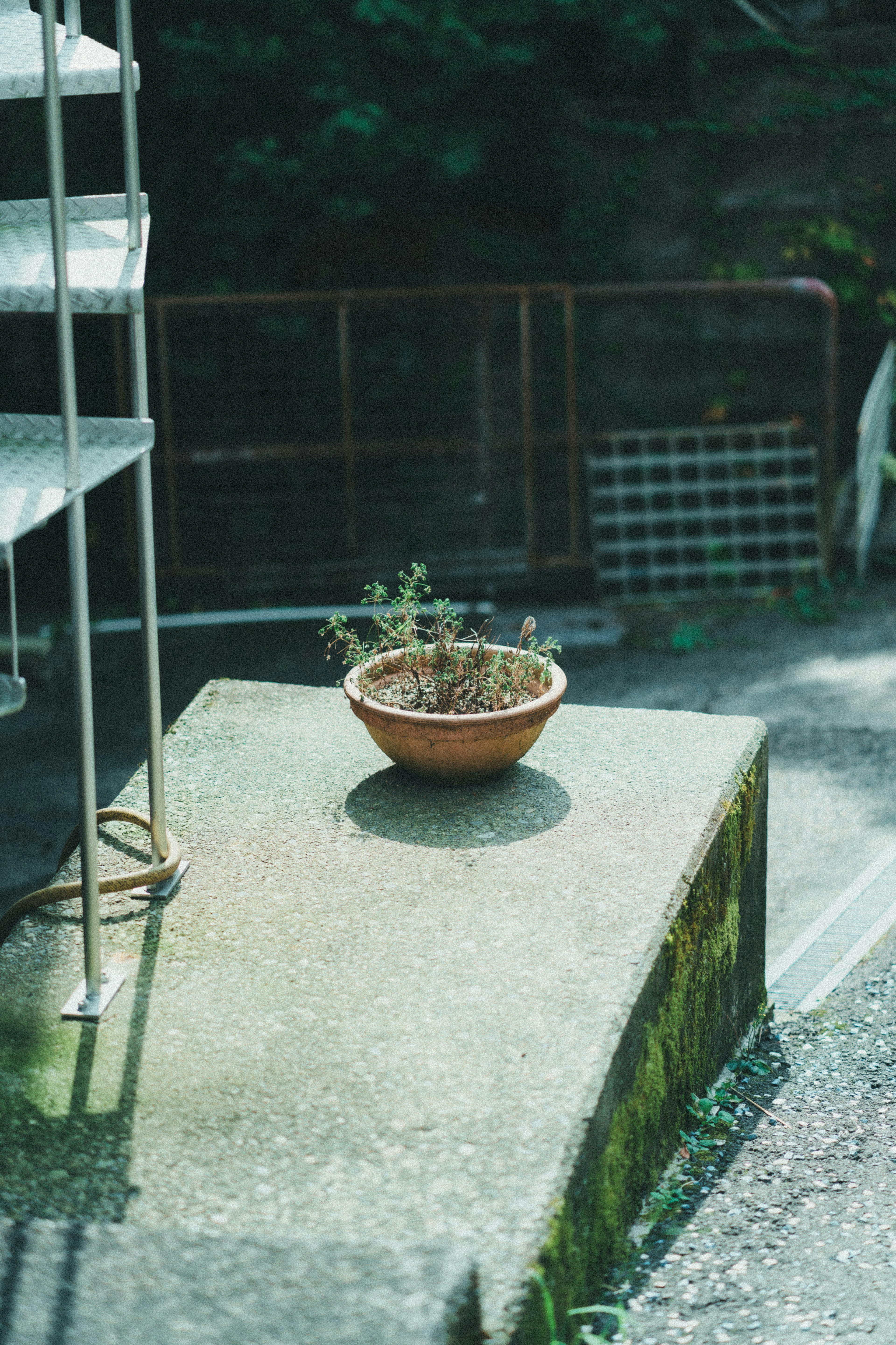 A clay pot with a dried plant sits on a concrete slab