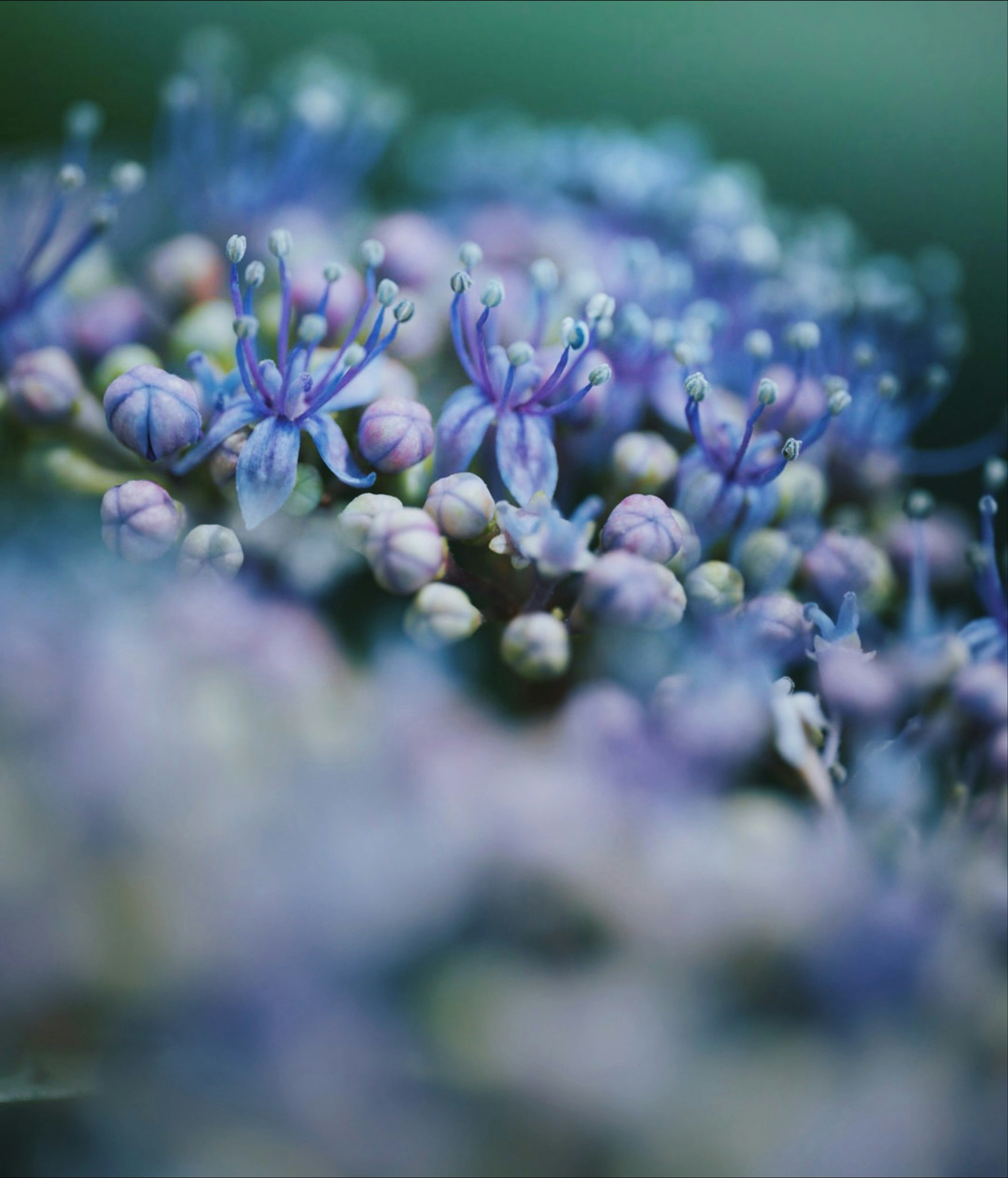 Gambar close-up dari kelompok bunga biru-ungu yang indah