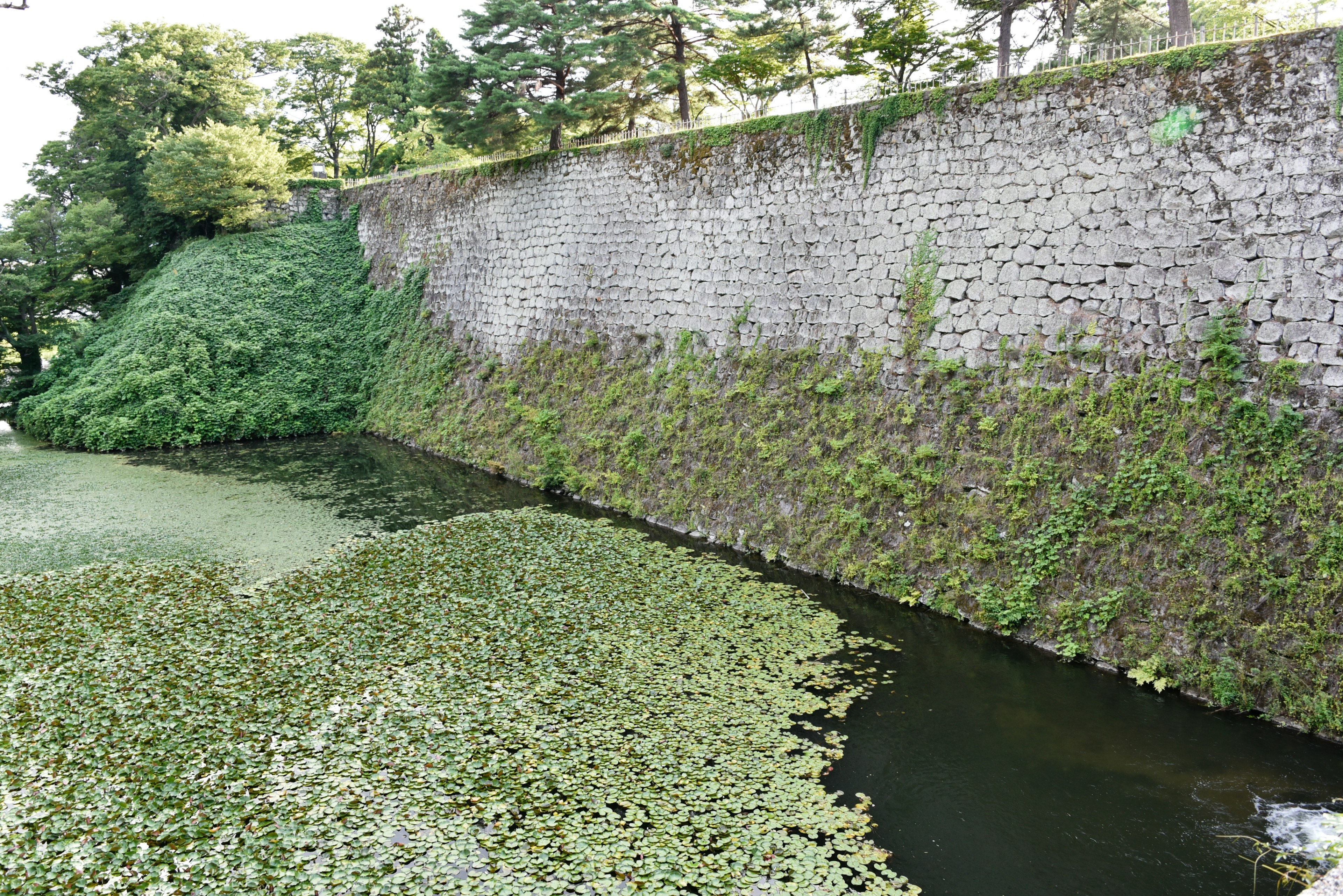 Muro di pietra circondato da vegetazione e piante acquatiche galleggianti sulla superficie