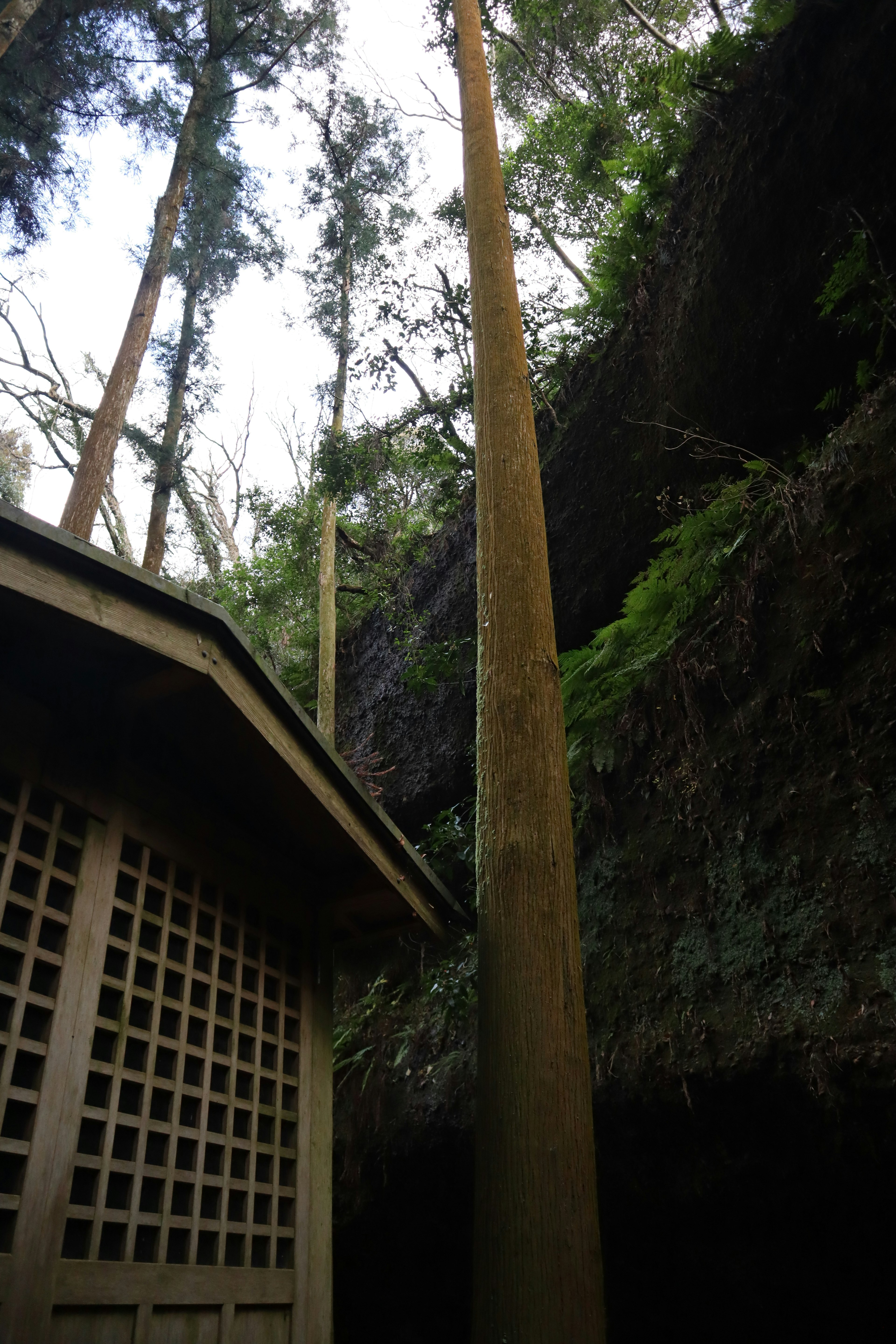 緑豊かな森の中に立つ高い木々と小屋の風景