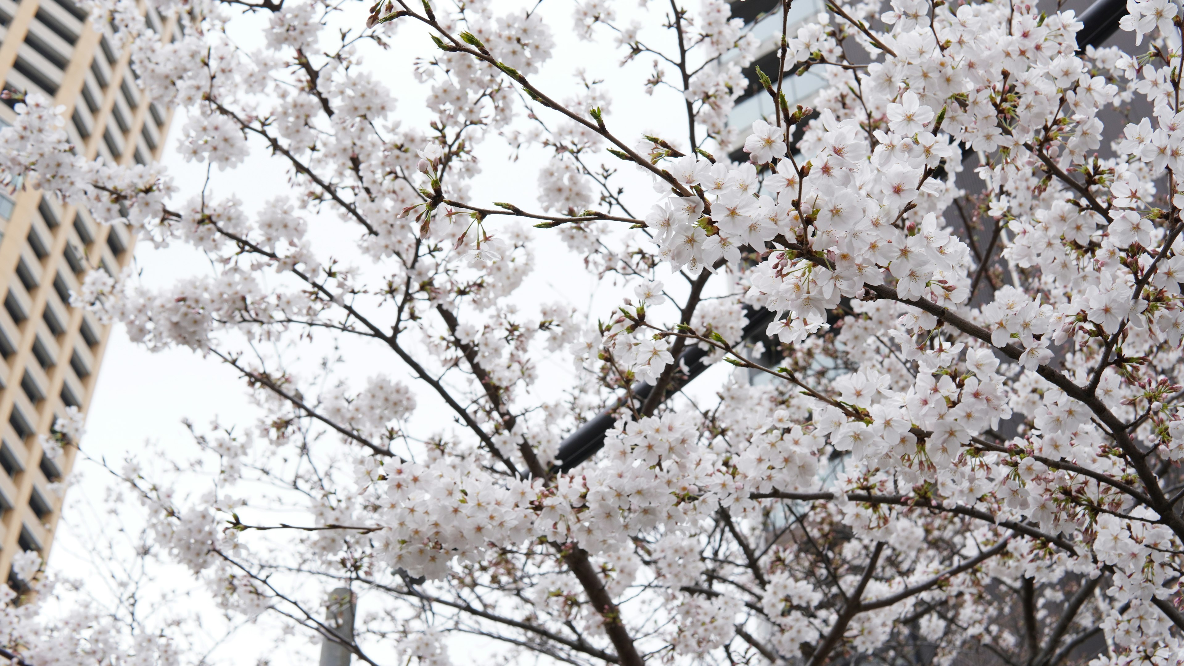 Cherry blossom tree branches with blooming flowers and city buildings in the background