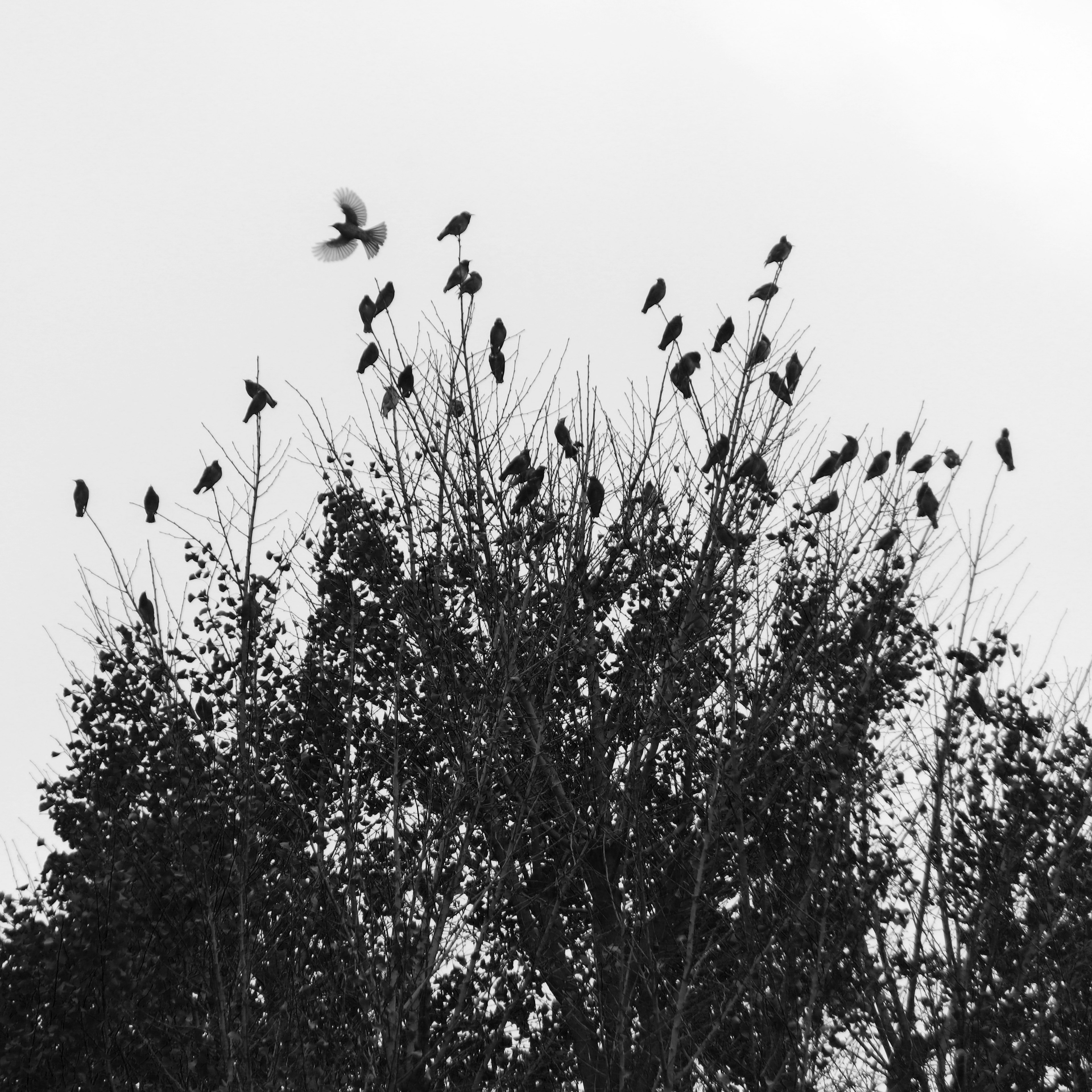 一群鳥棲息在樹枝上，一隻鳥正飛走