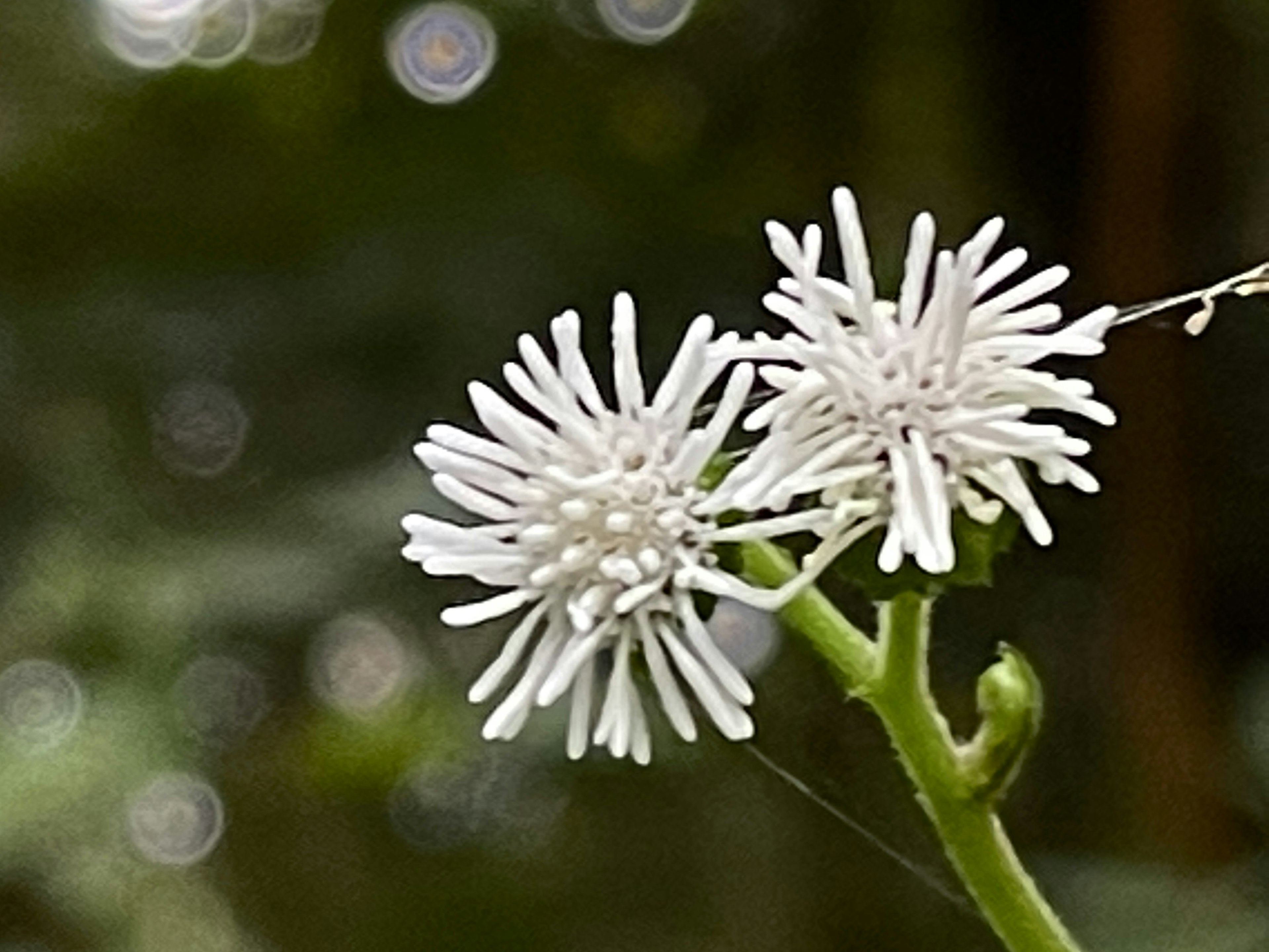 Deux fleurs blanches à pétales épineux sur fond vert flou