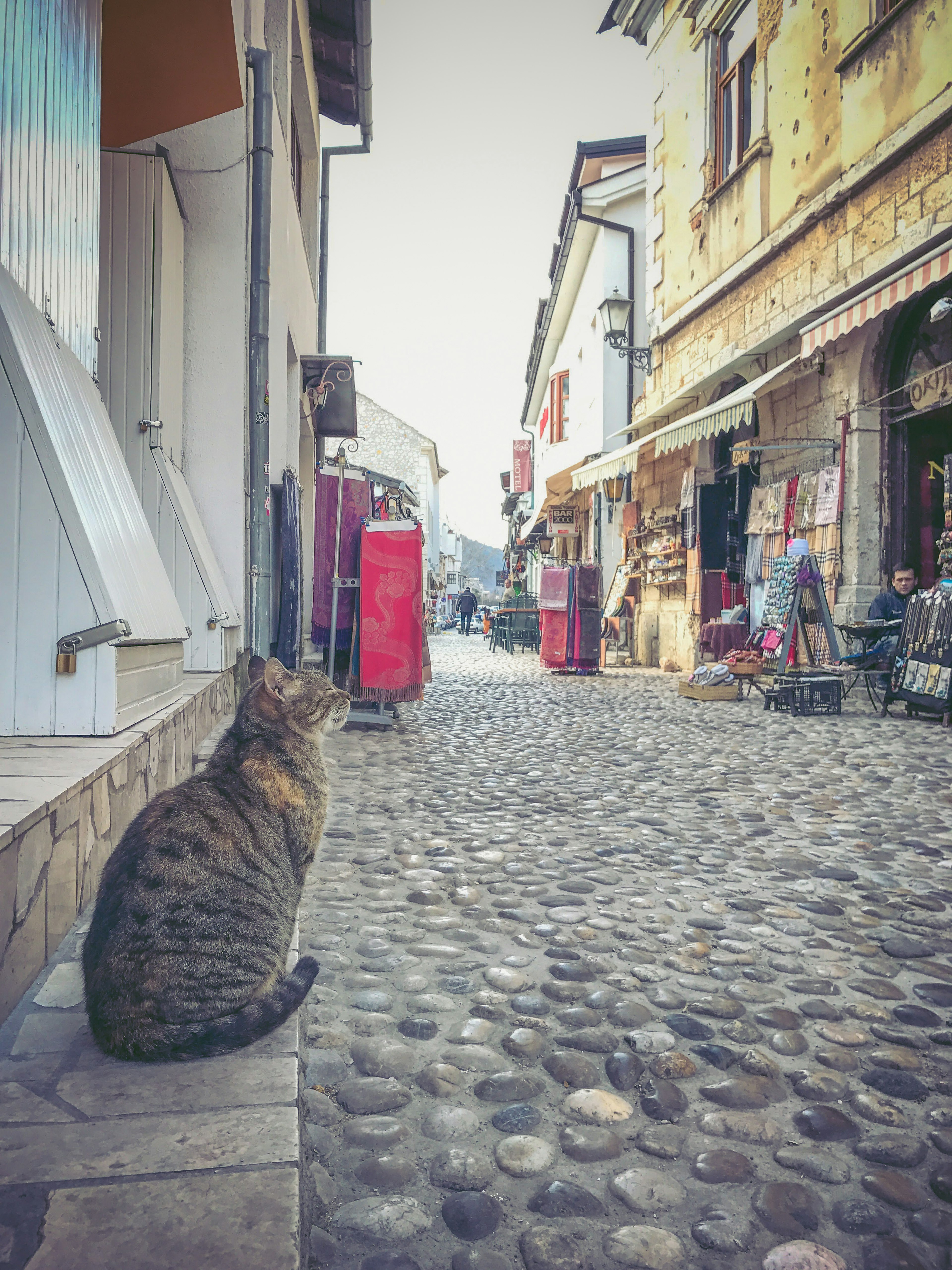 A cat sitting on a cobblestone street with shops in the background