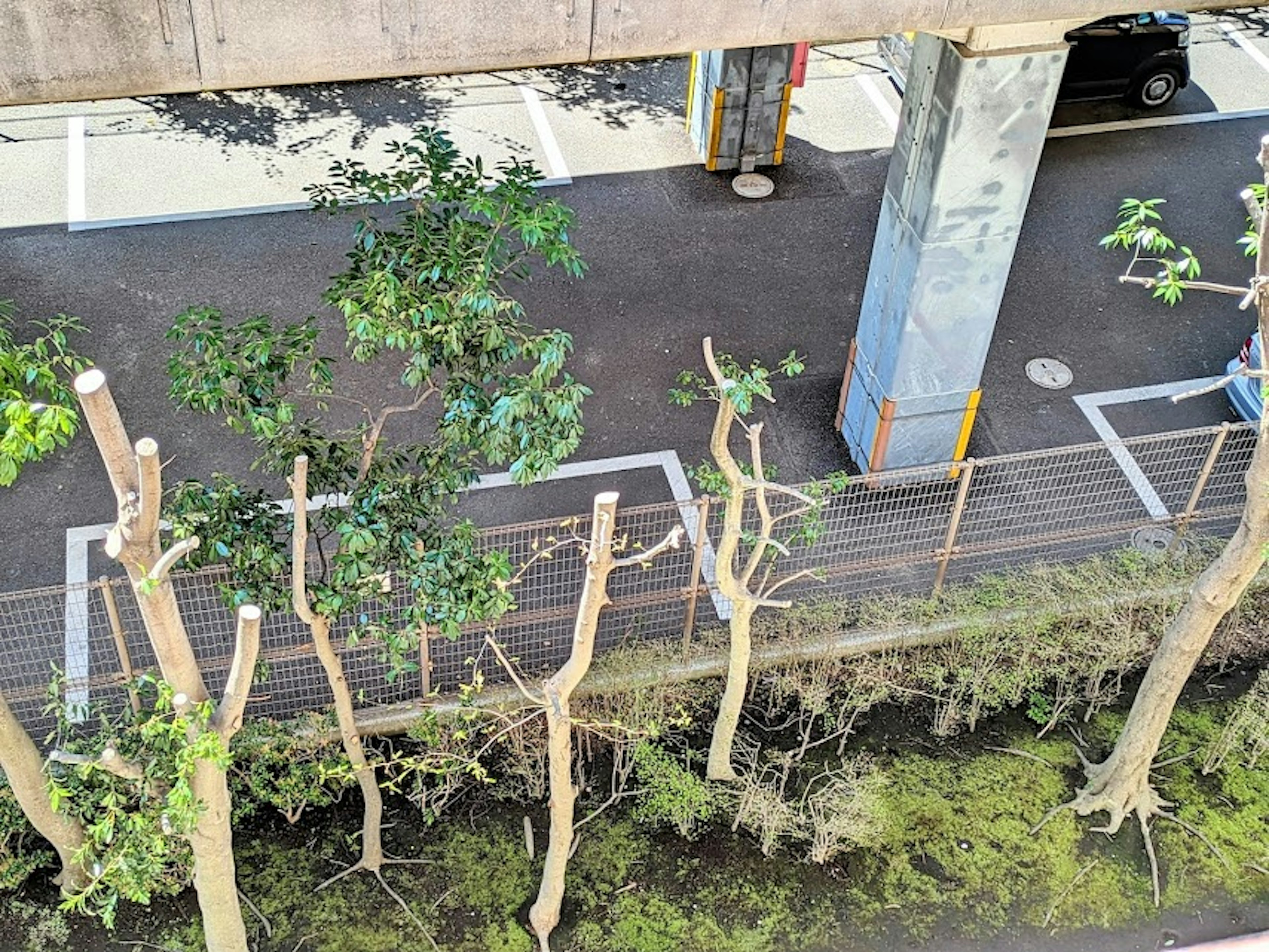 Vista de árboles podados y pavimento bajo una estructura elevada