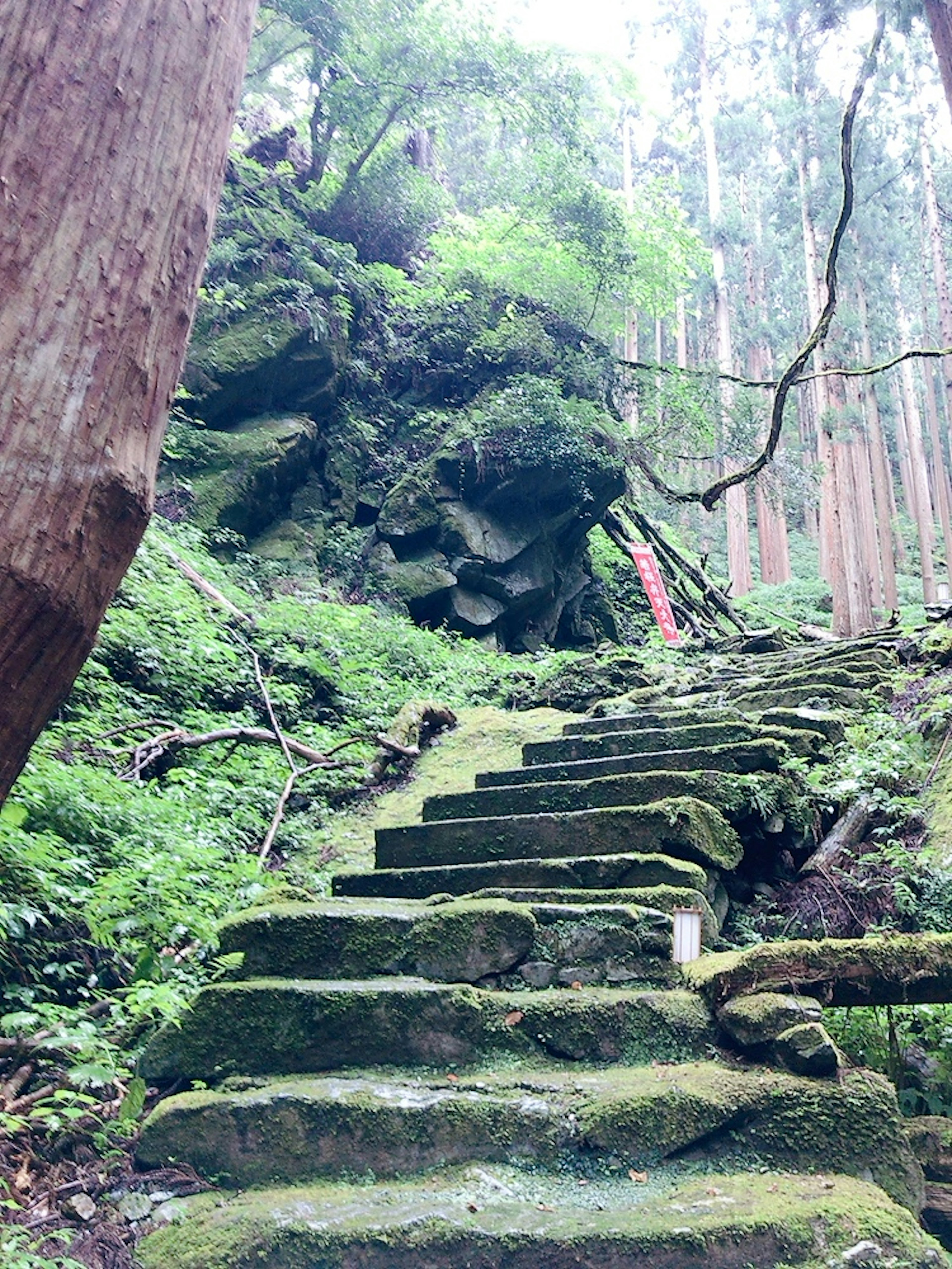 Escaleras de piedra cubiertas de musgo que conducen a través de un bosque