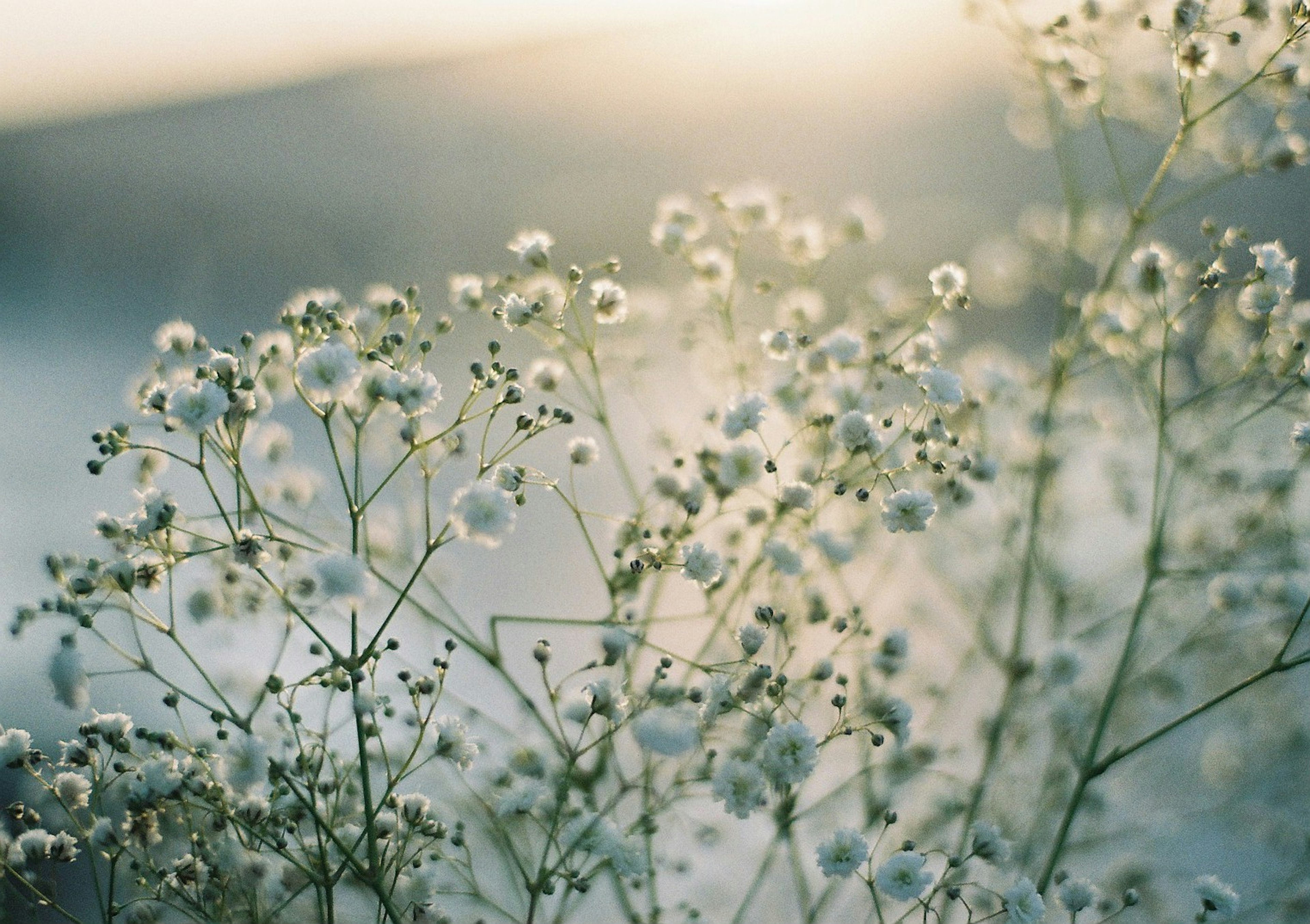 Close-up of small white flowers with delicate stems in soft light