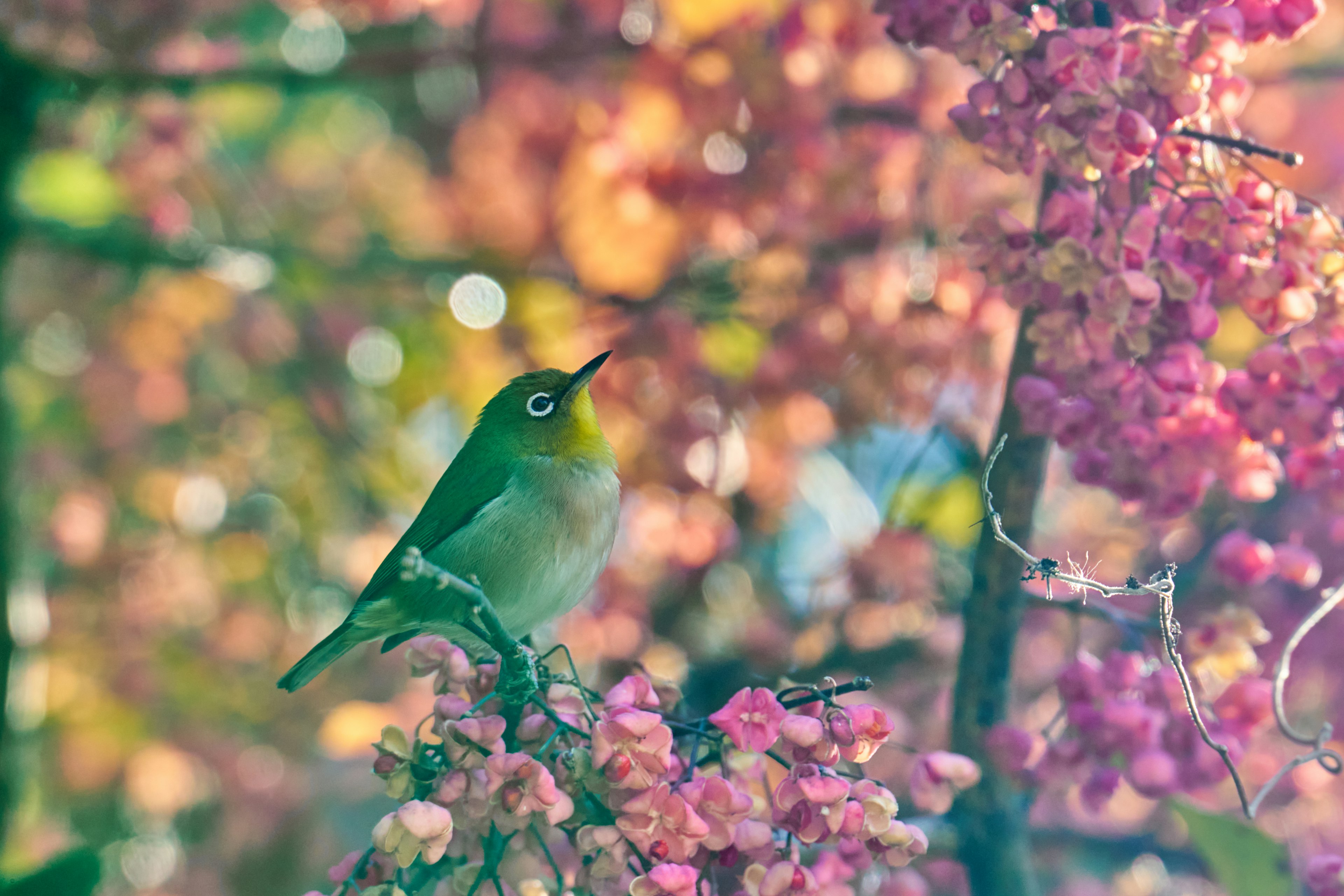 緑色の小鳥が桜の花の間にいる美しい風景