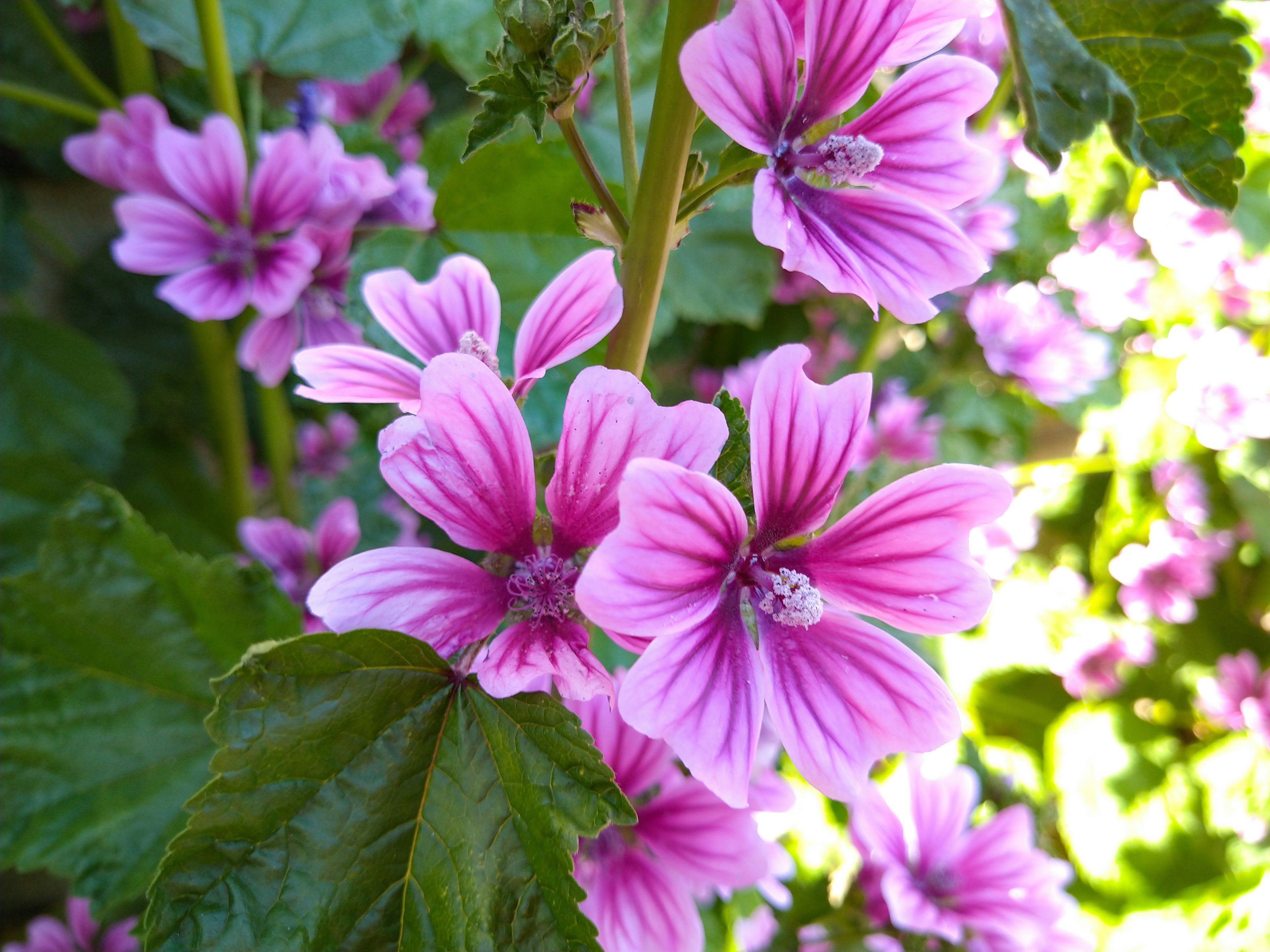 Close-up of pink flowers with striking stripes on green leaves