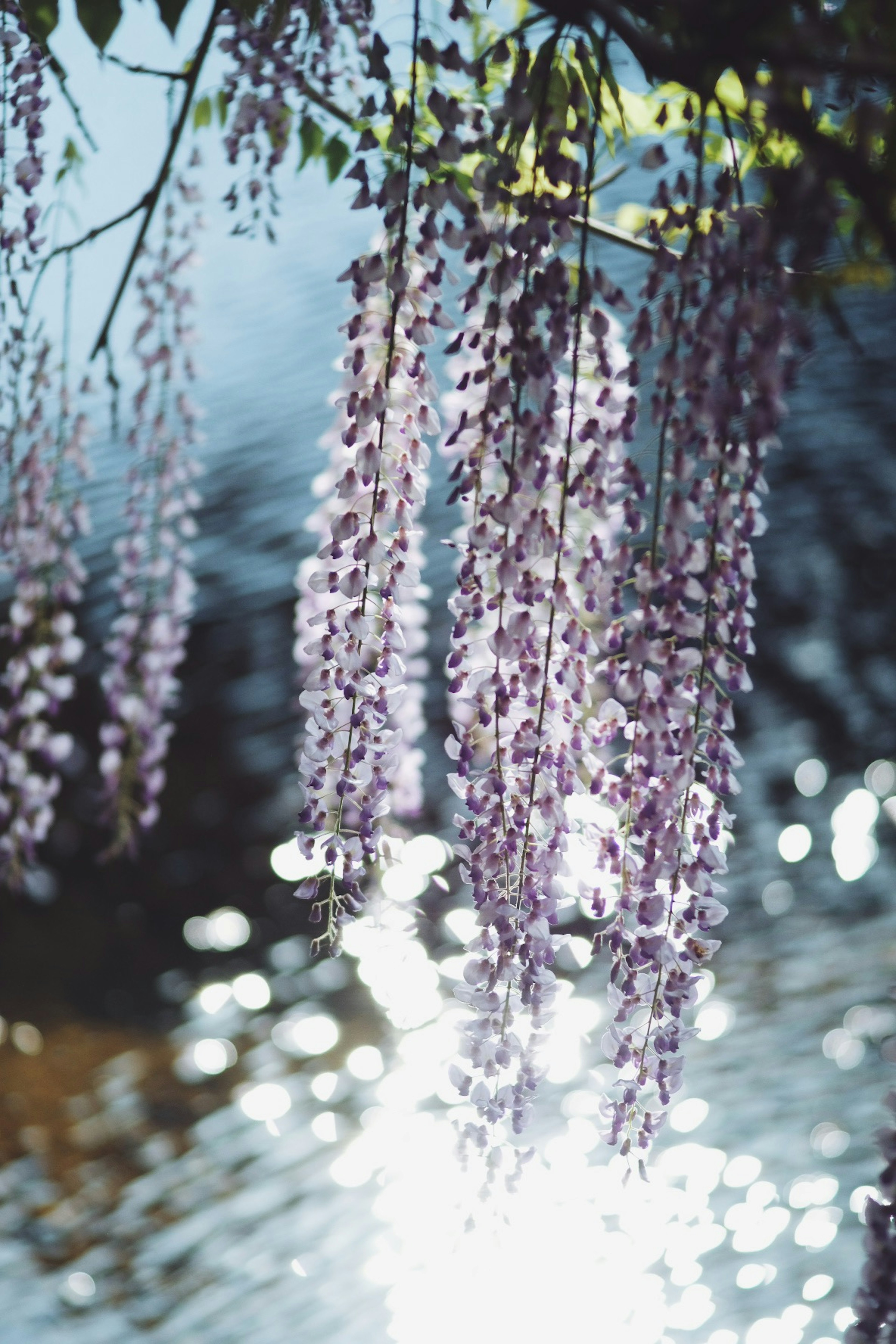 Belle scène de fleurs de glycines violettes se reflétant à la surface de l'eau