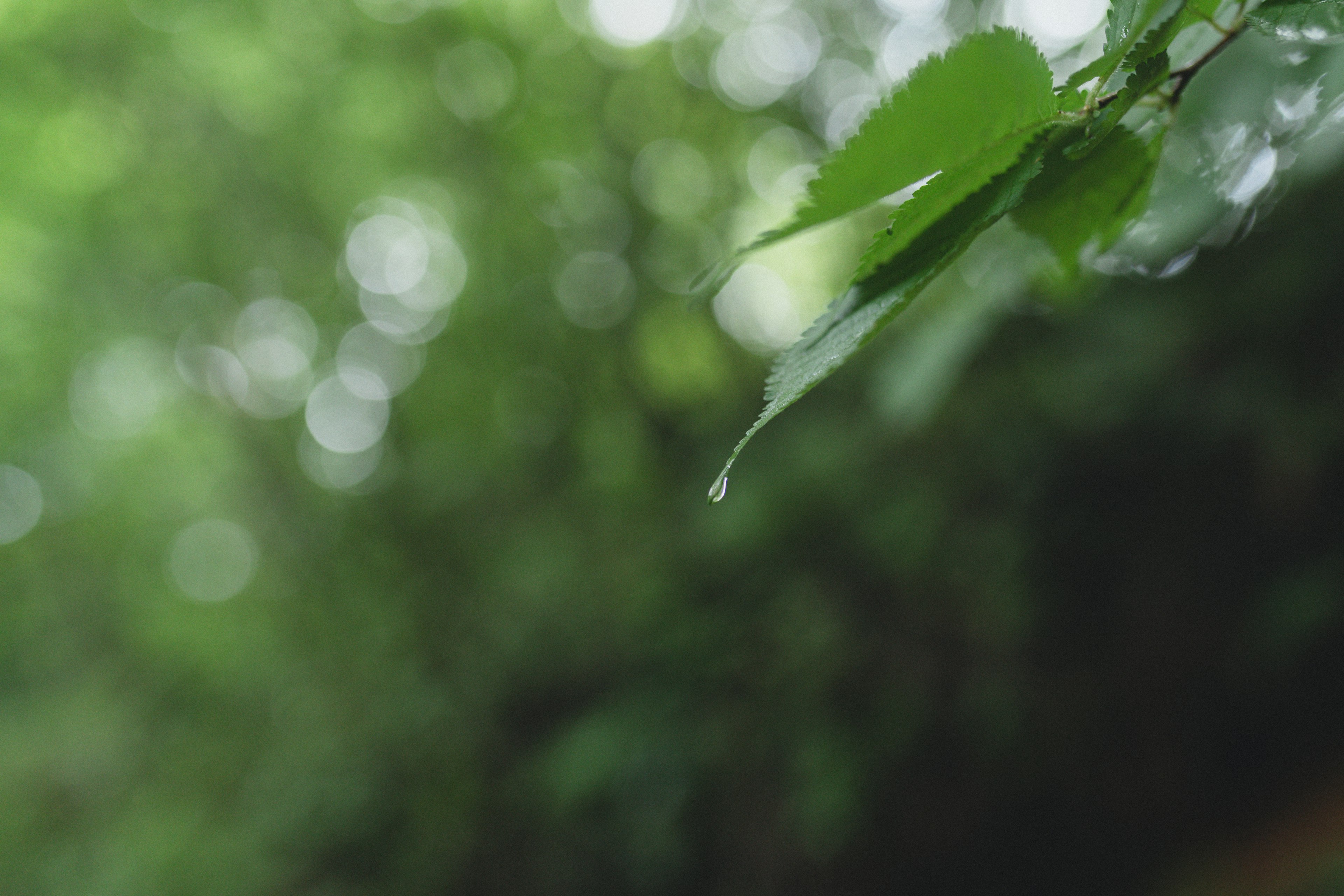 Image de gouttes d'eau tombant de feuilles vertes avec un fond flou