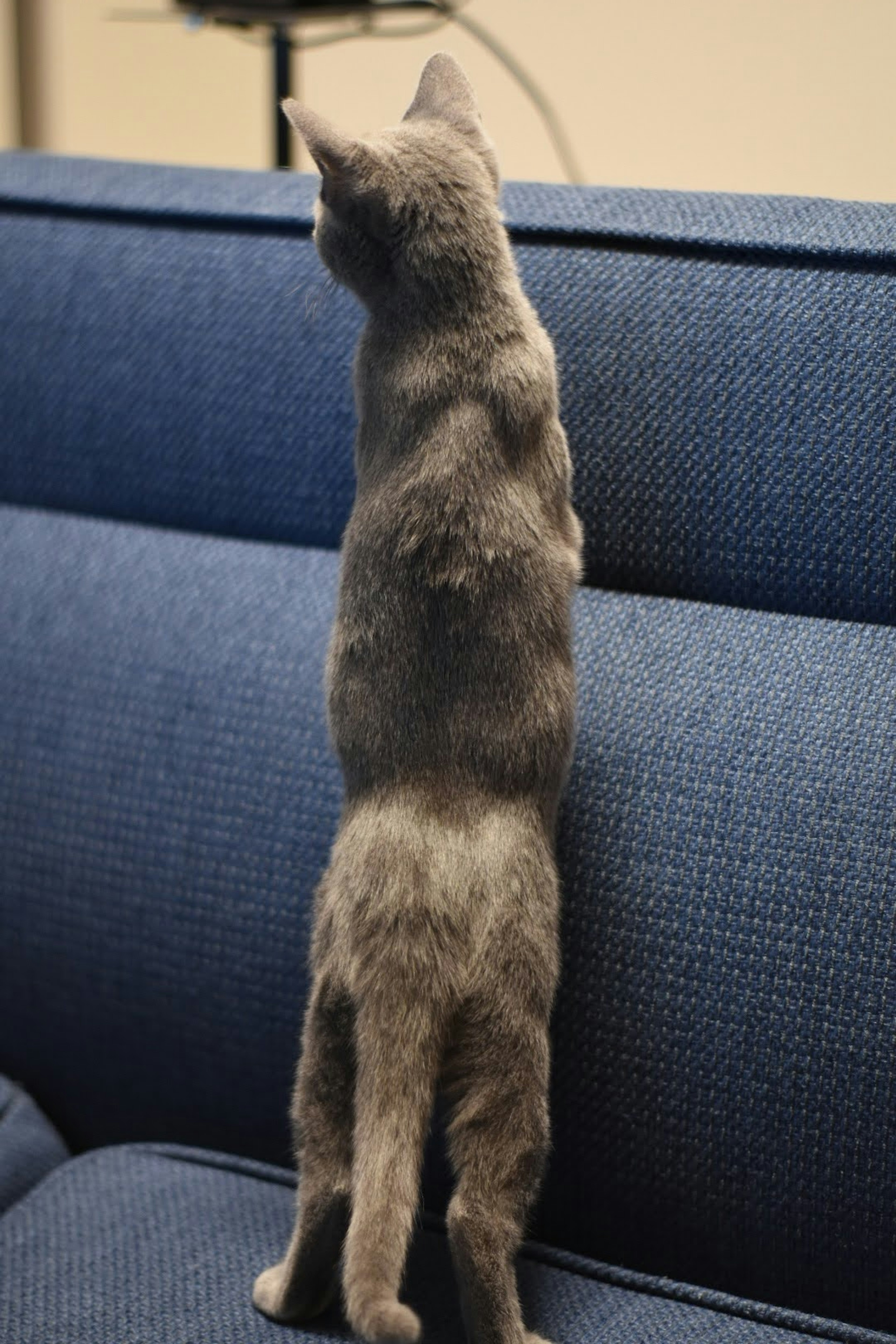 Gray cat standing on a blue couch looking up