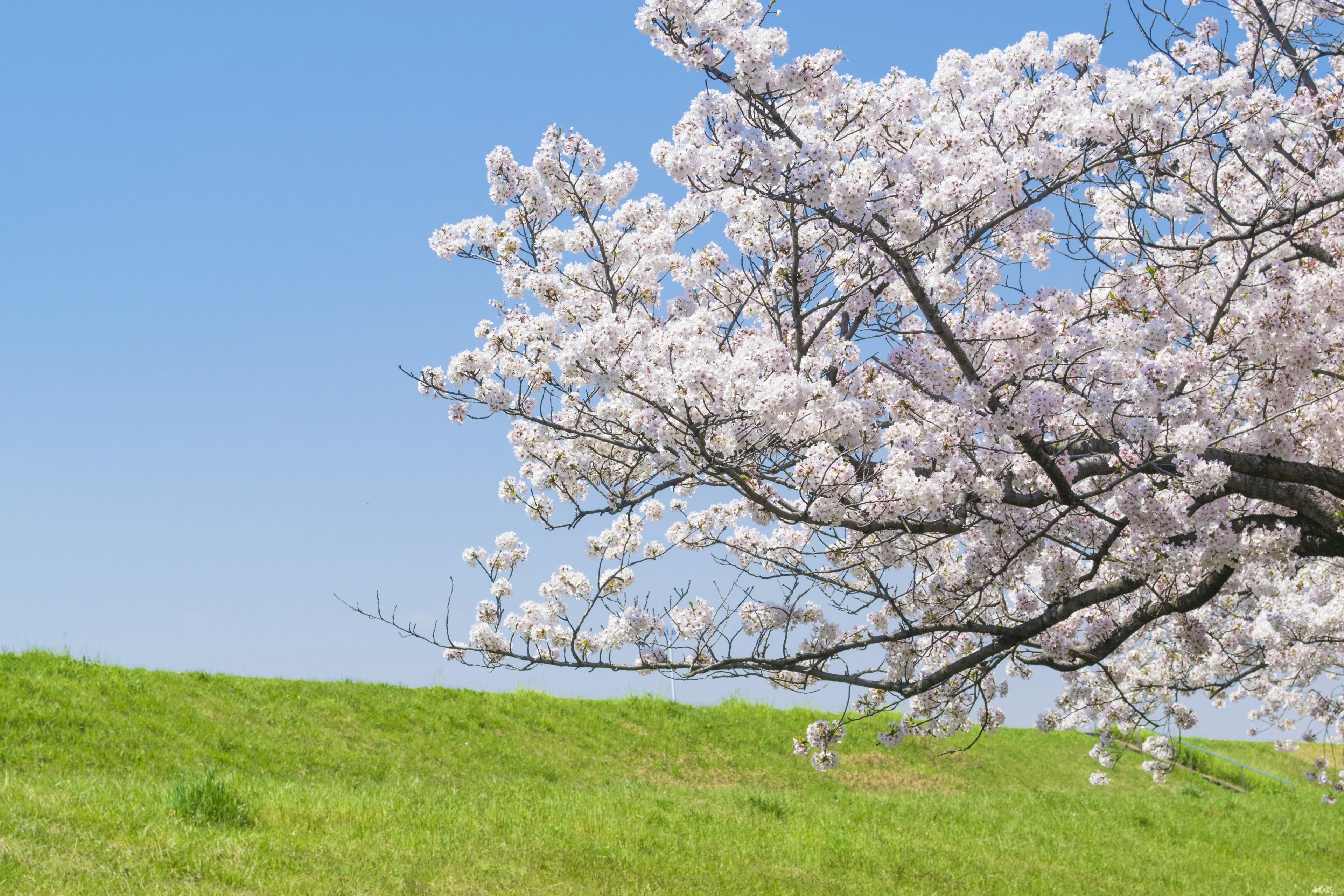 Bunga sakura mekar di bawah langit biru dengan rumput hijau