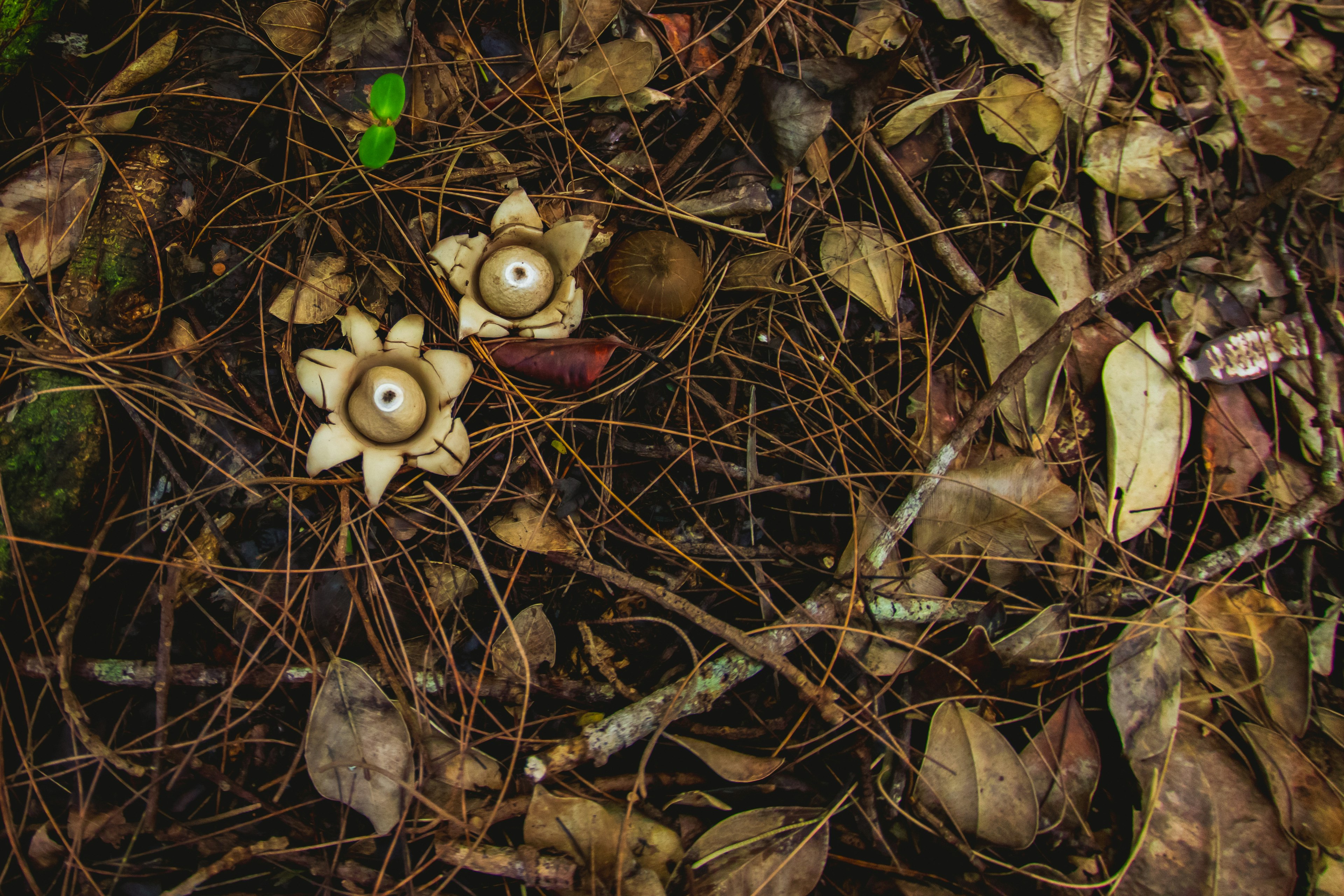 Zwei blütenartige Früchte auf dem Waldboden zwischen toten Blättern