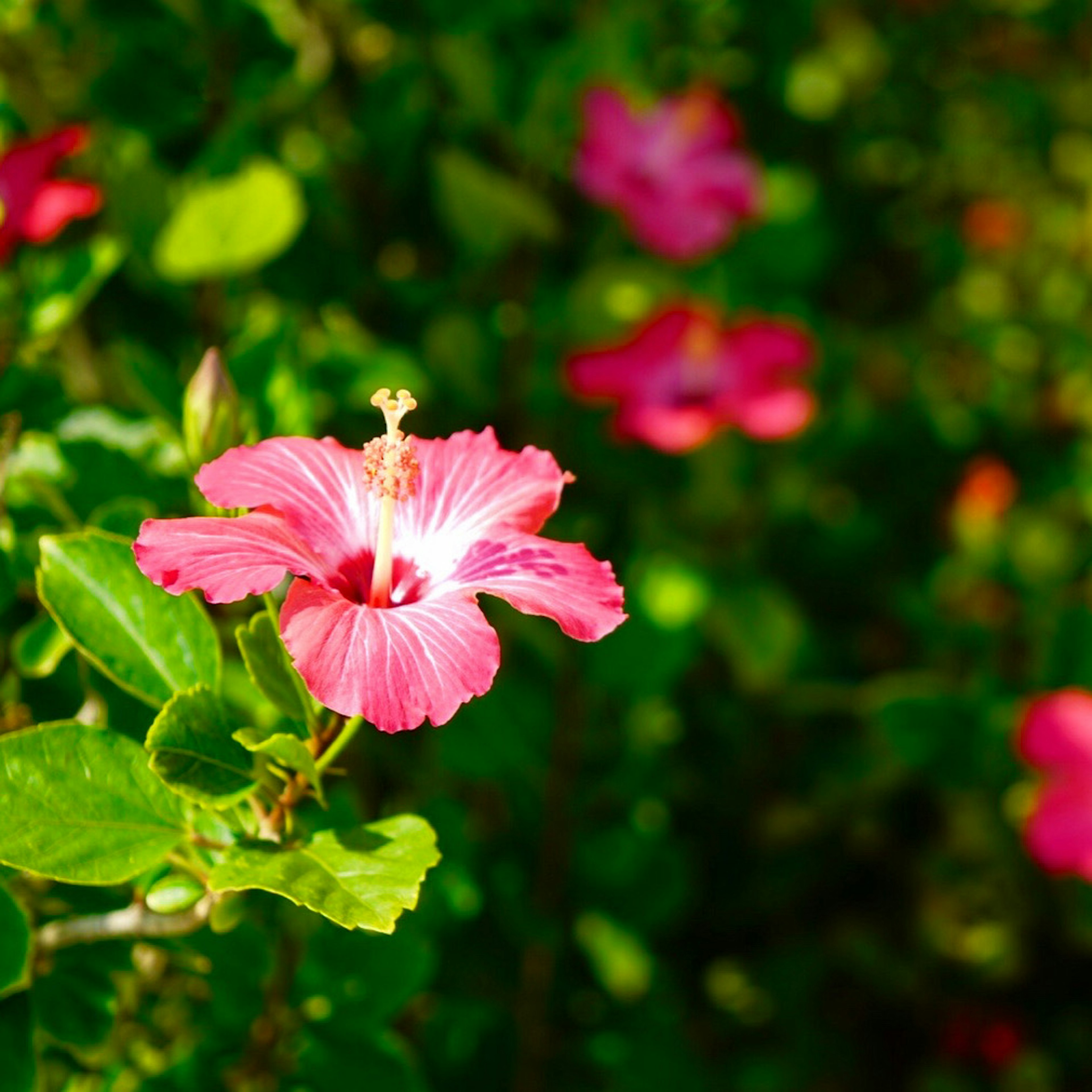 鮮やかなピンクのハイビスカスの花が緑の葉の間に咲いている