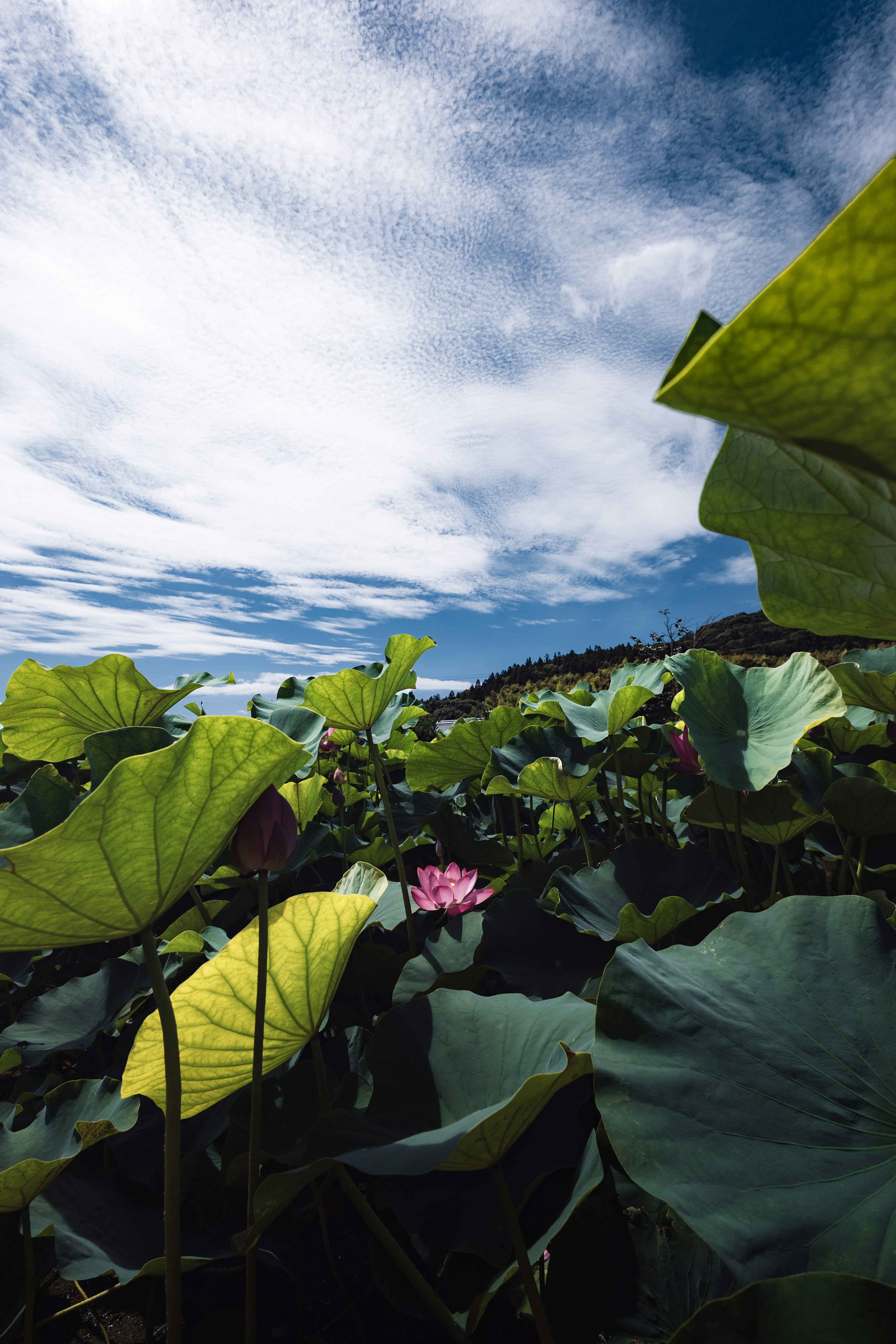 Étang de lotus avec des feuilles vertes et une fleur rose sous un ciel bleu