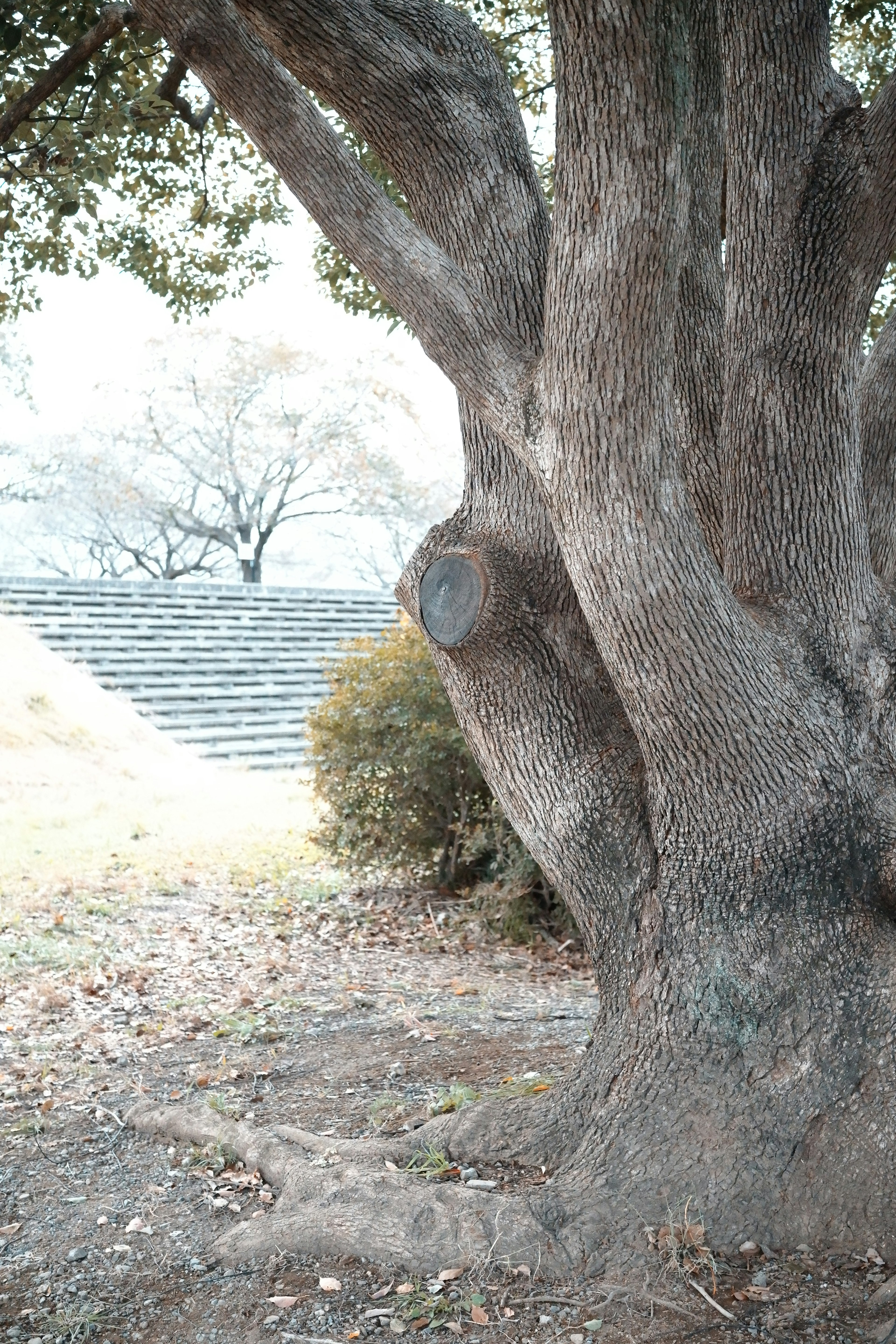 太い幹と葉のある木の近くの風景