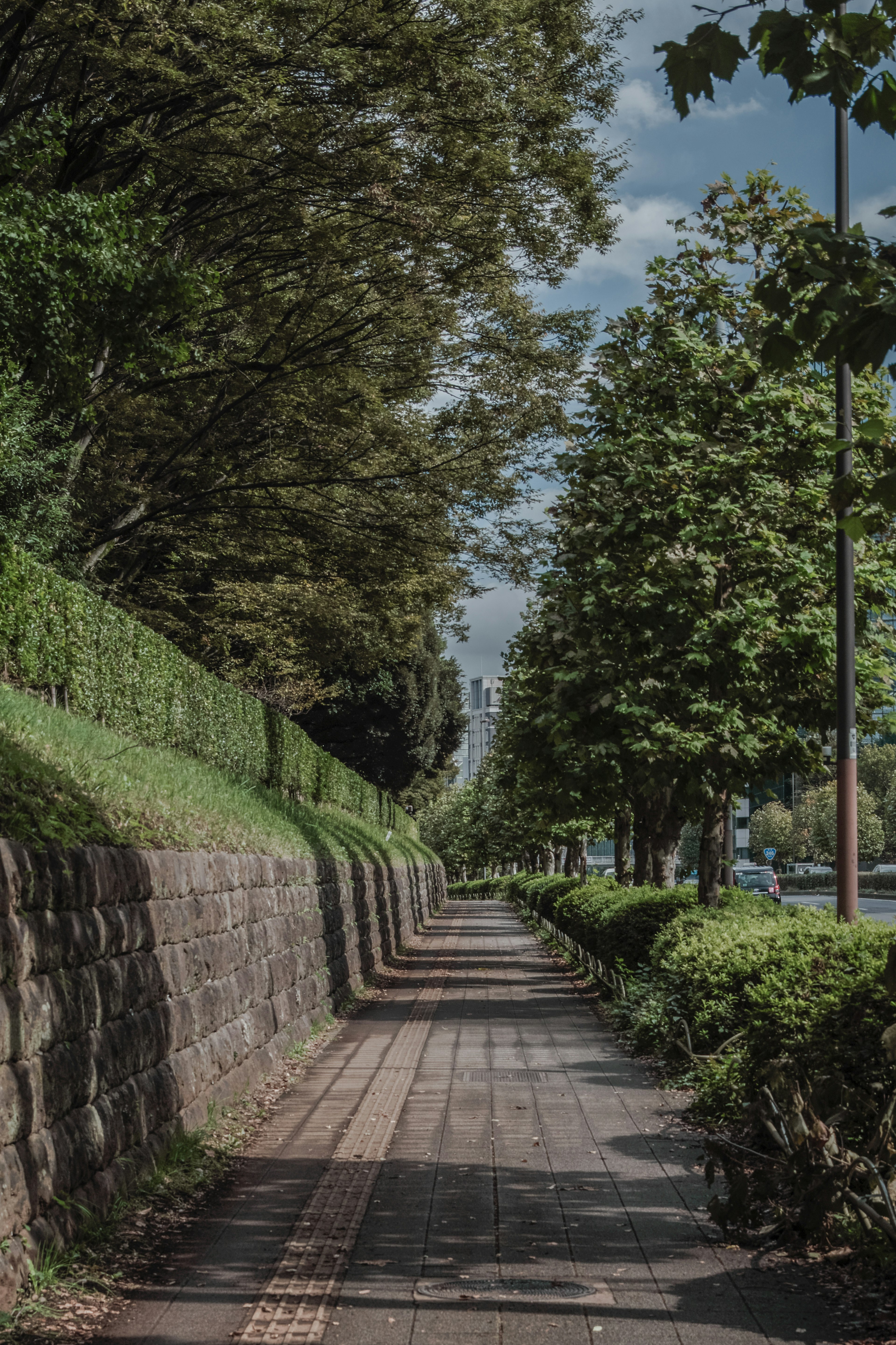 緑の木々に囲まれた静かな歩道の風景