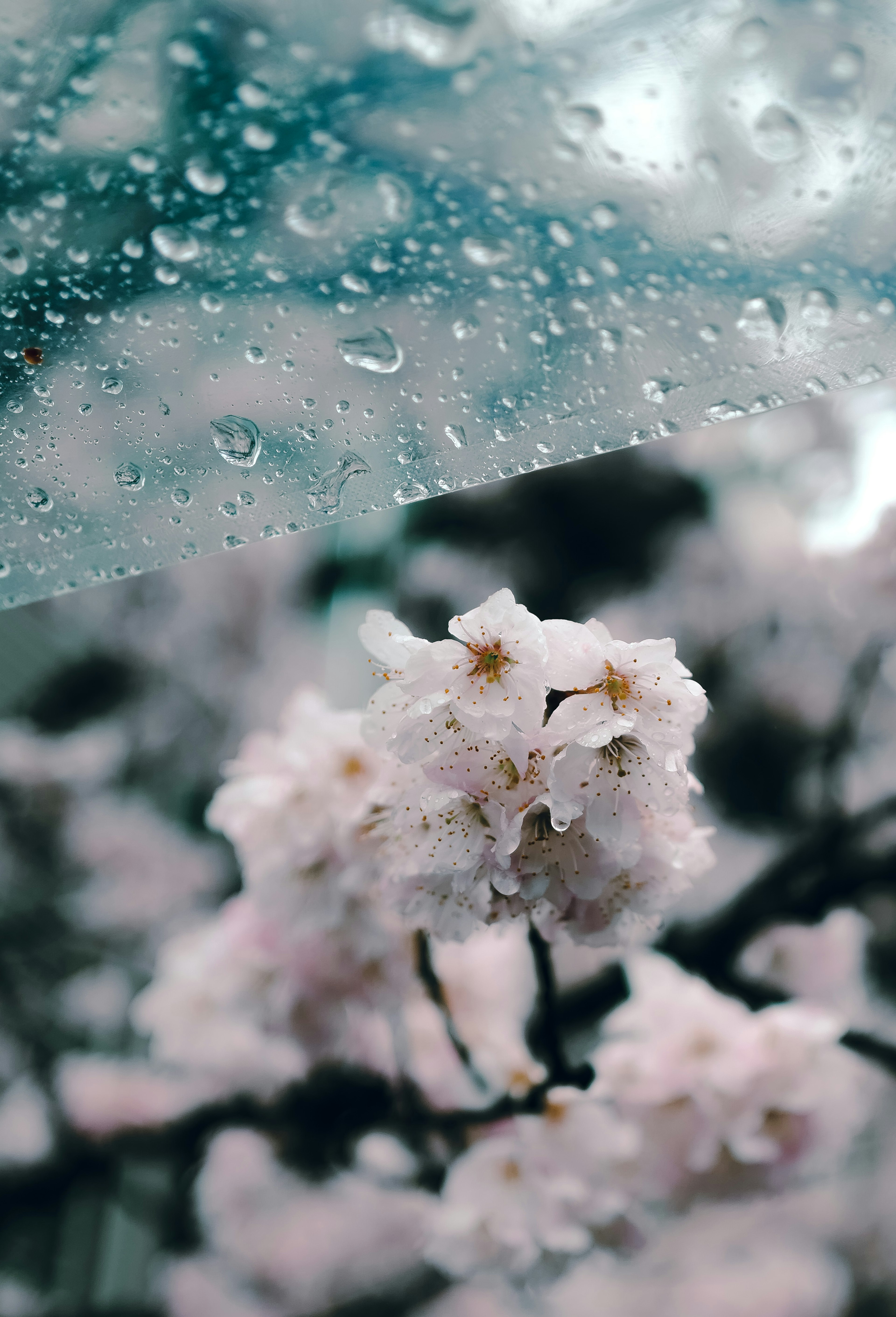 Close-up of cherry blossoms with raindrops and an umbrella