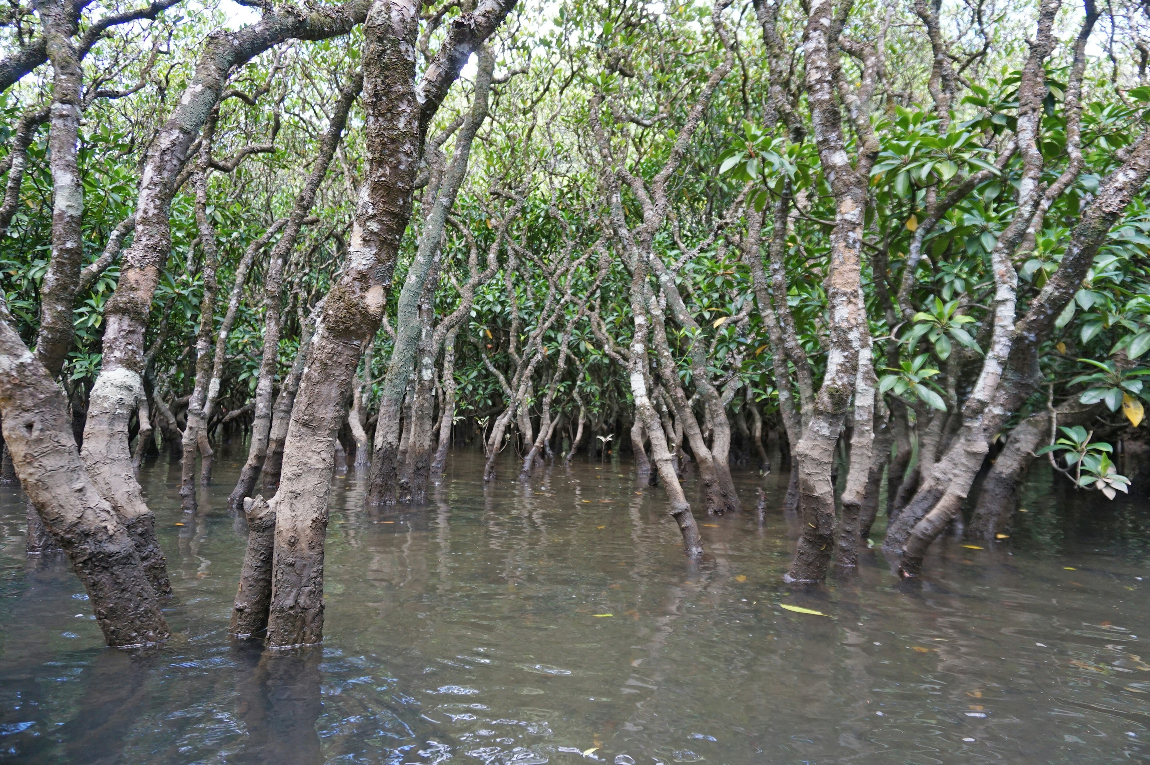 Dense mangrove trees submerged in water