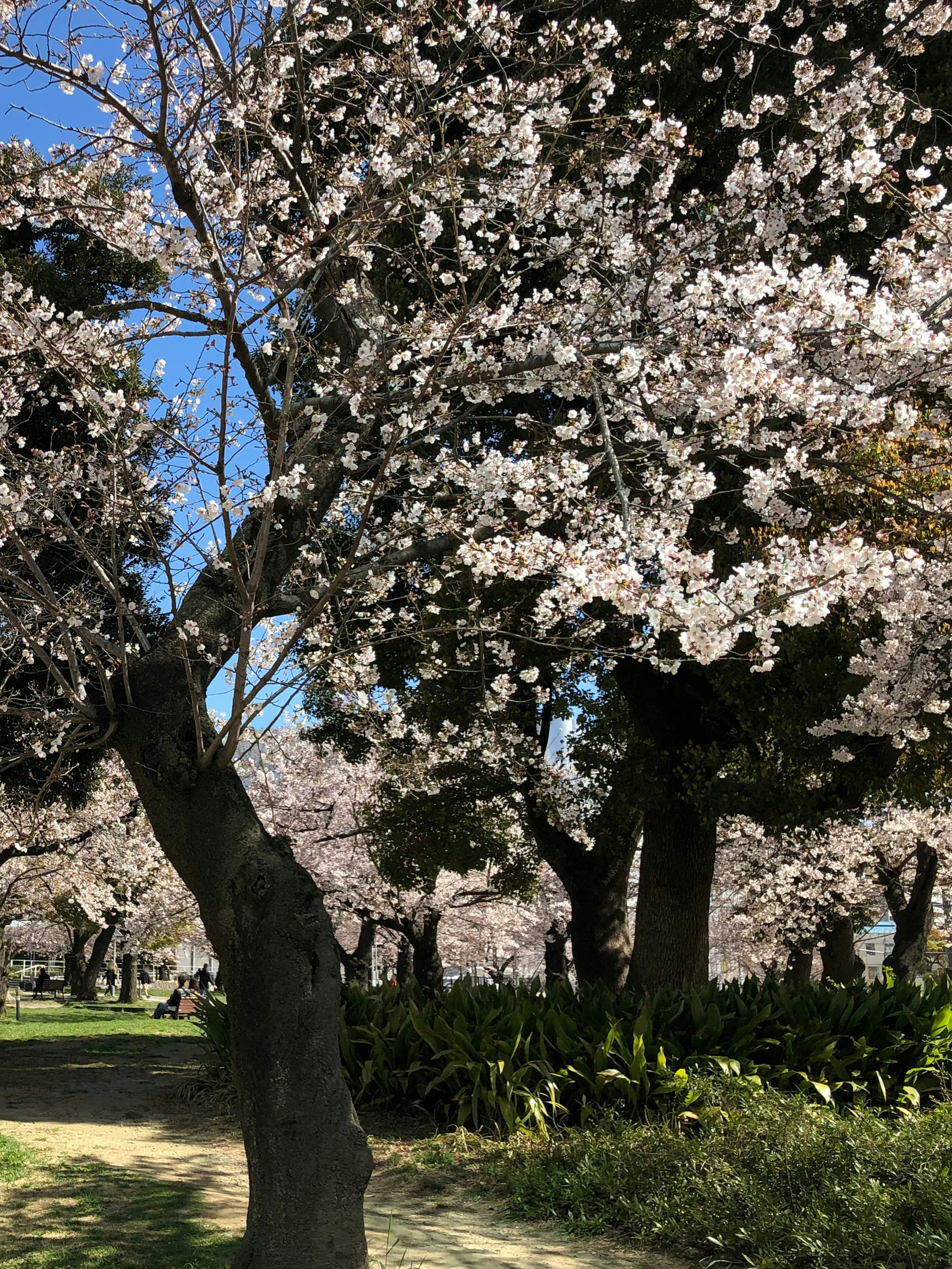 A park scene with cherry blossoms in full bloom