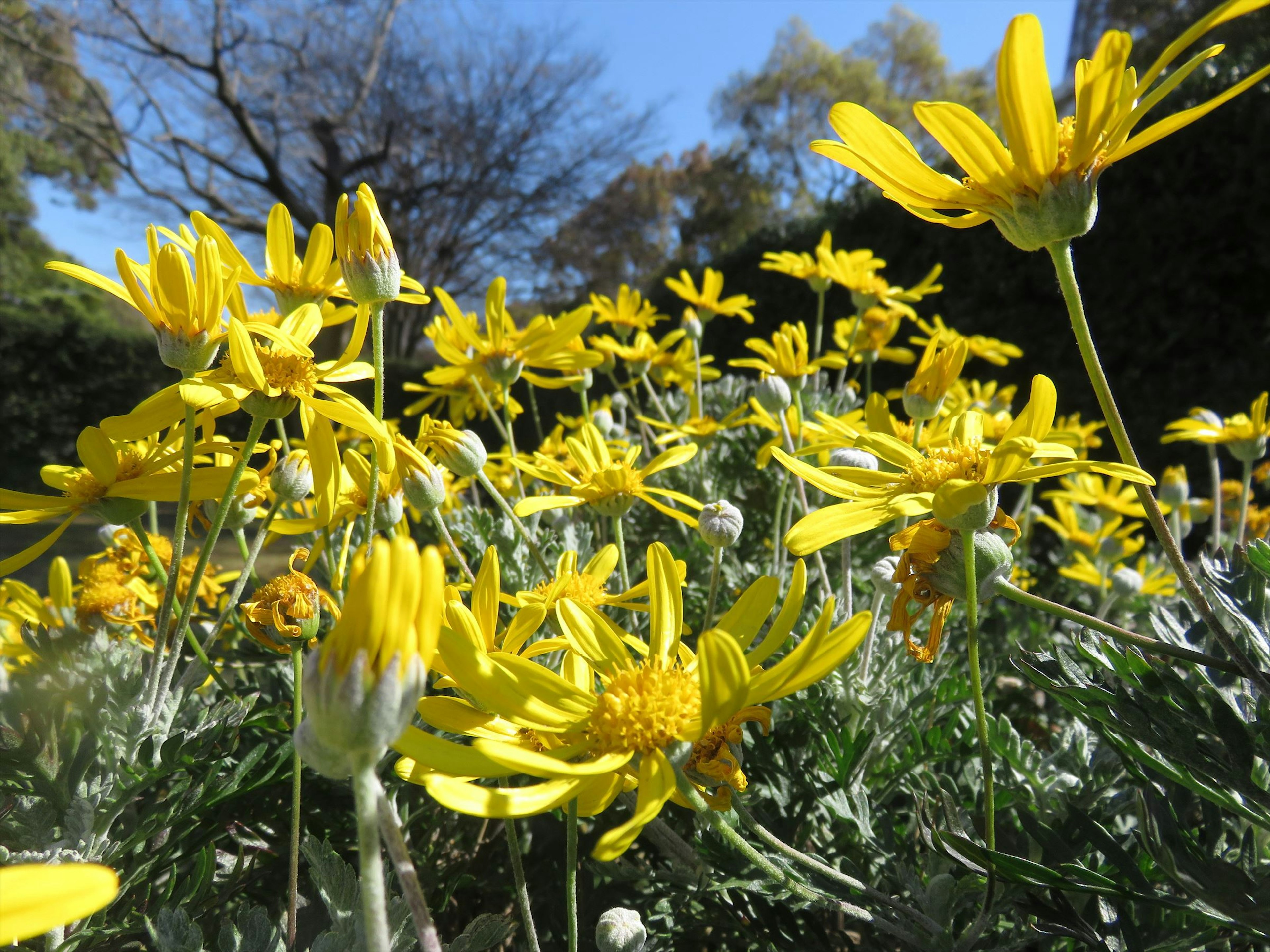 A field of vibrant yellow flowers against a clear blue sky