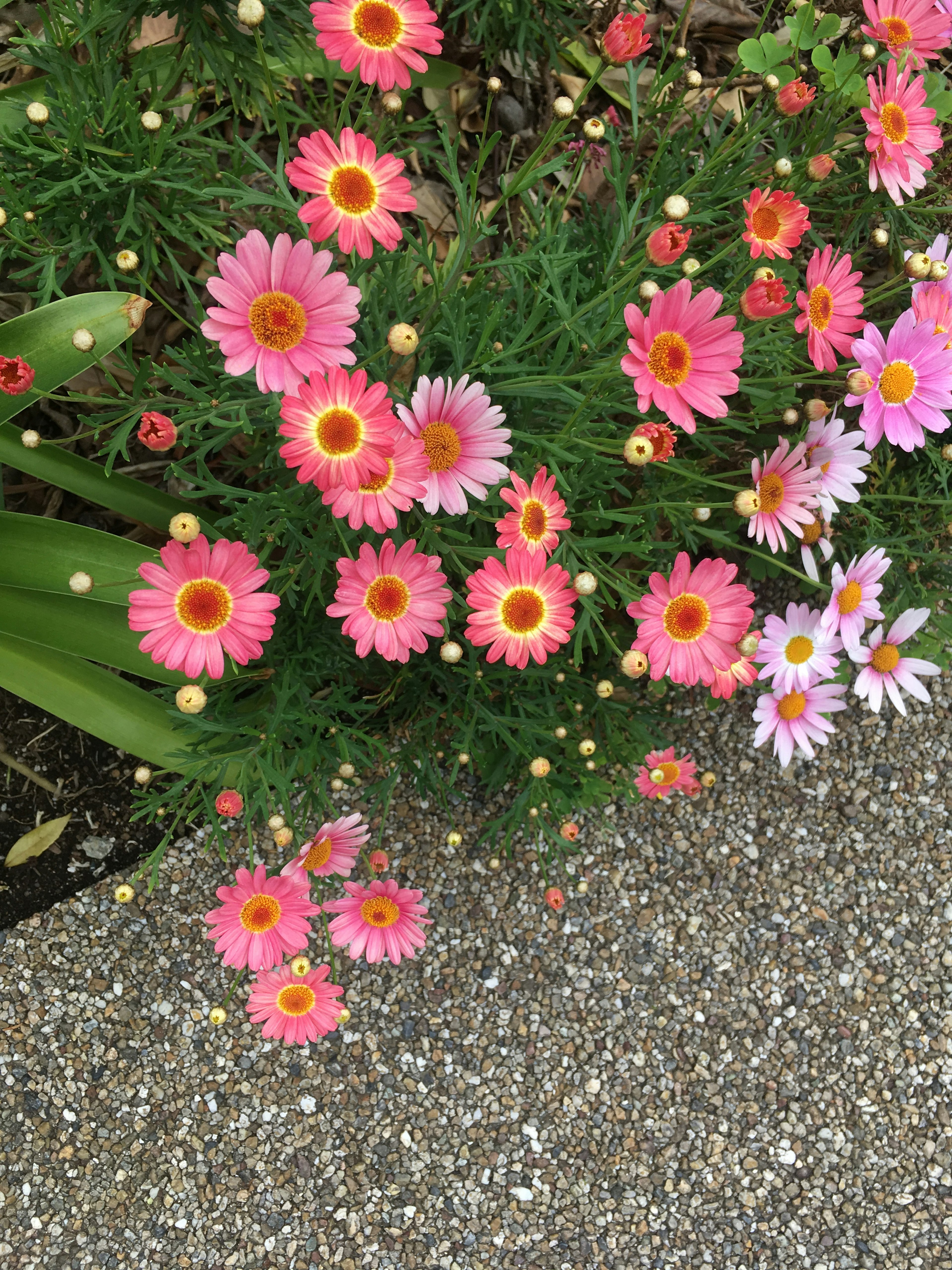 Fleurs vibrantes en pleine floraison dans un jardin