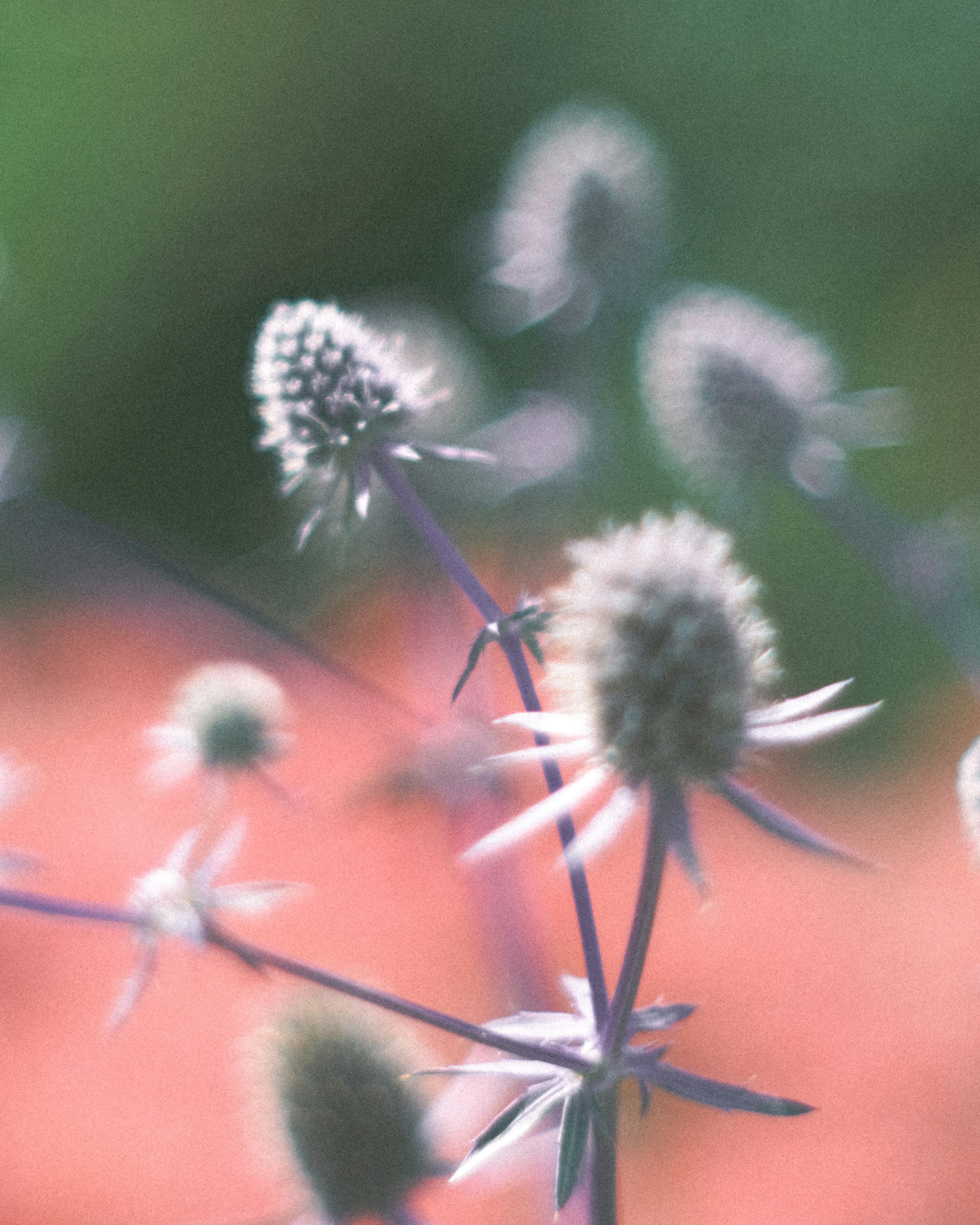 Nahaufnahme von sanft gefärbten Blumen mit verschwommenem grünem und orangefarbenem Hintergrund