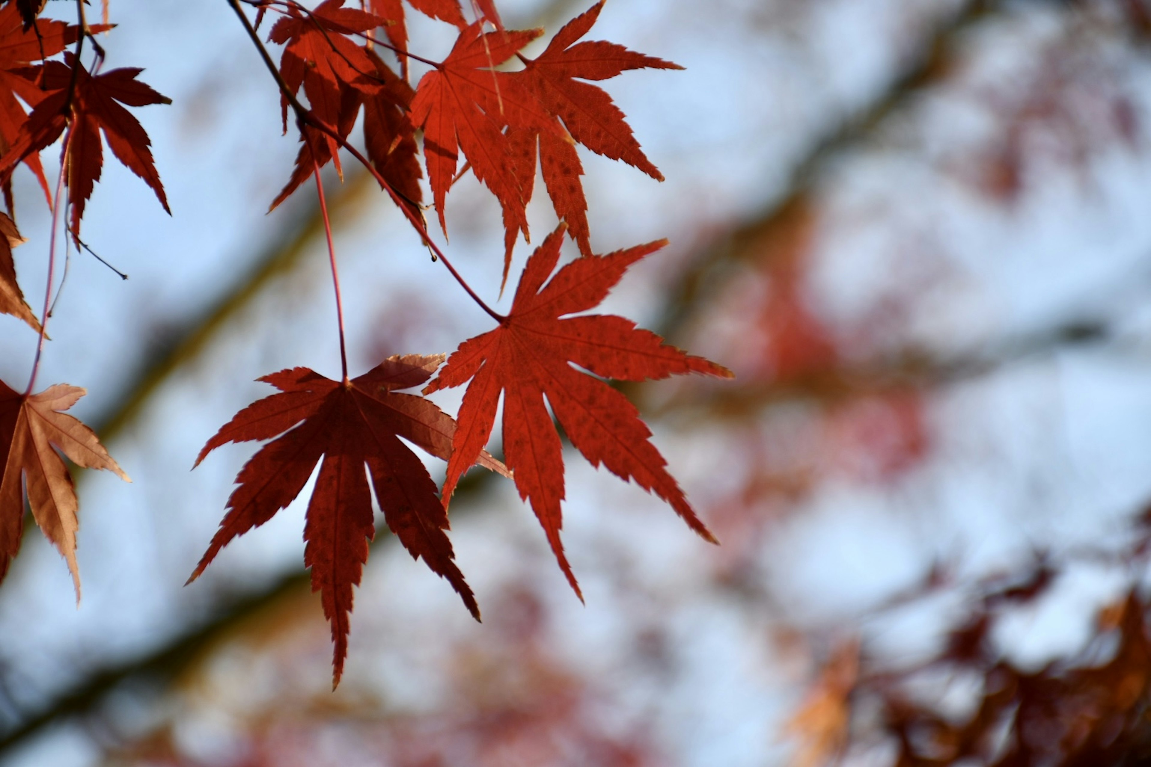 鮮やかな赤い紅葉の葉が青空を背景に映える