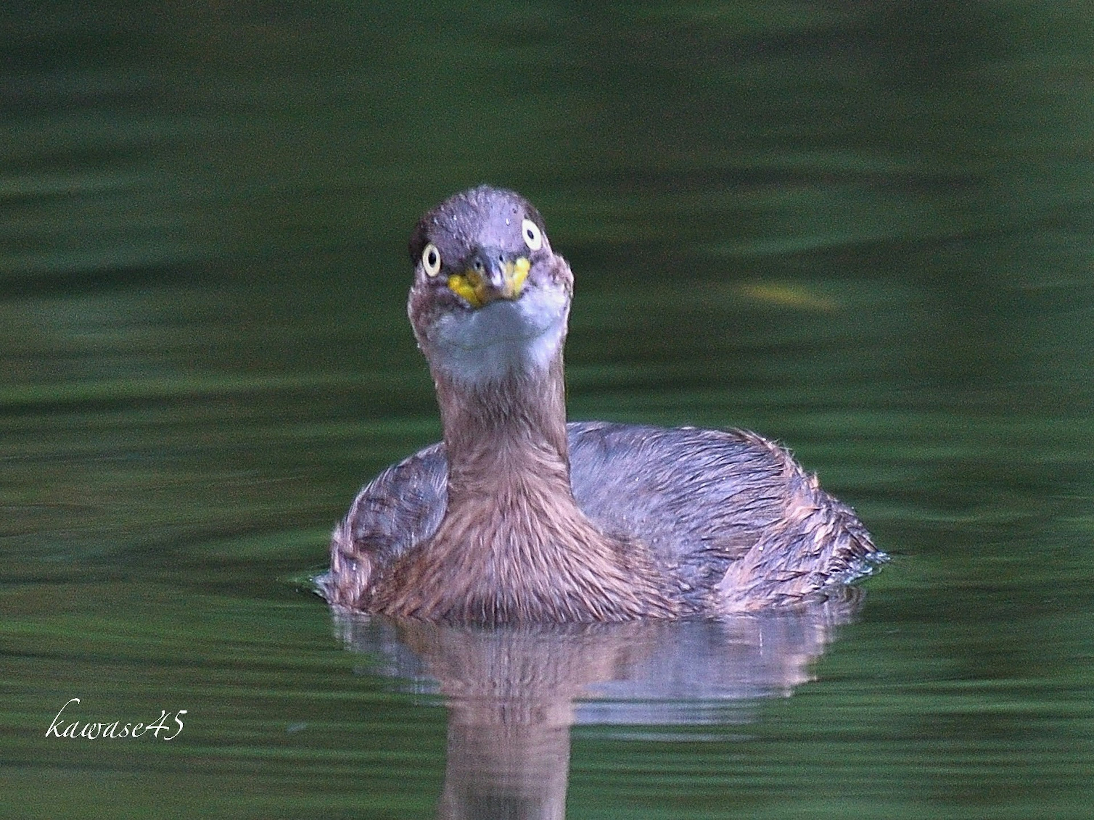 Ein kleiner Vogel, der auf dem Wasser schwimmt und intensiv schaut