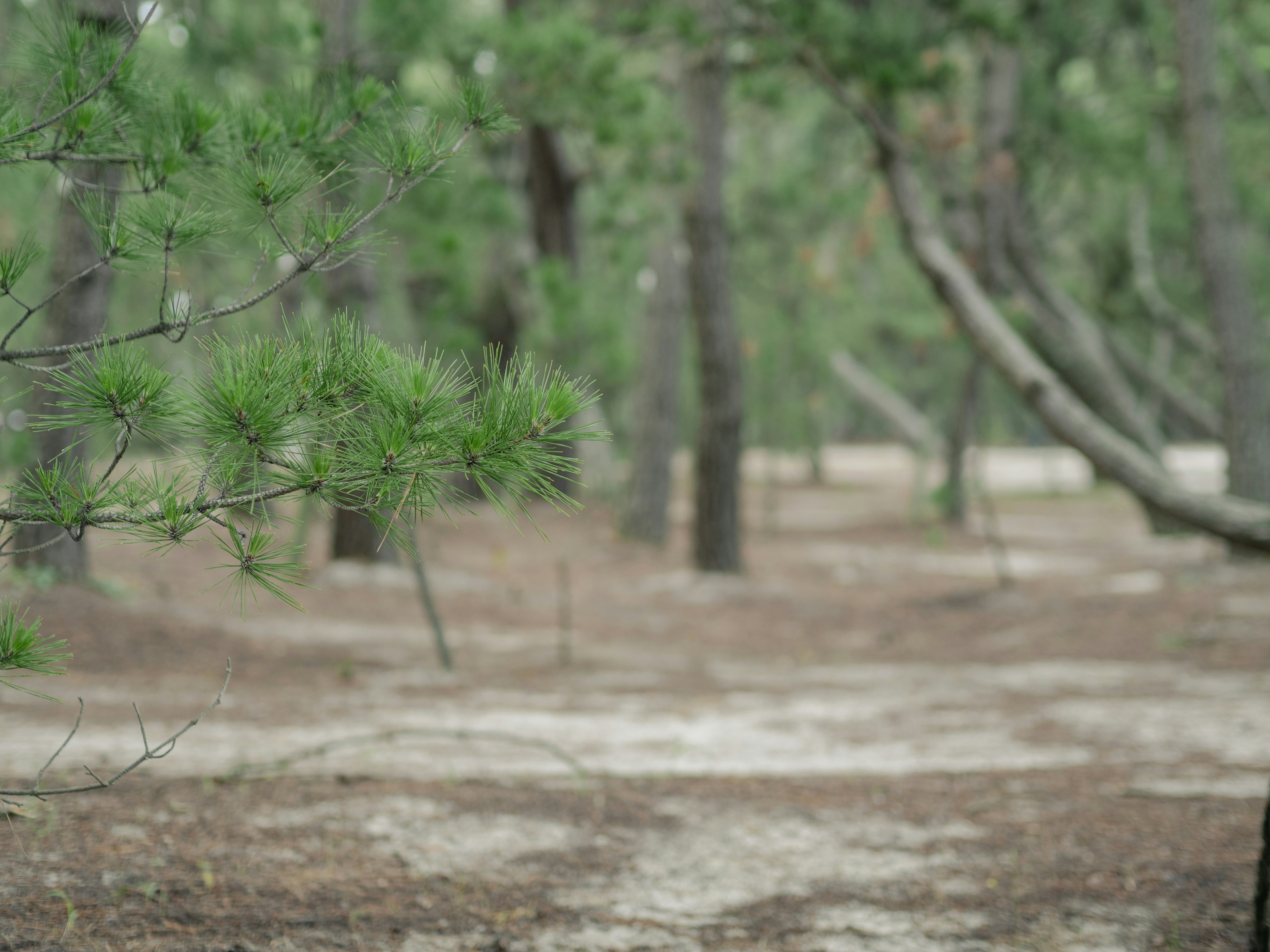 Paesaggio forestale con pini verdi e terreno sabbioso