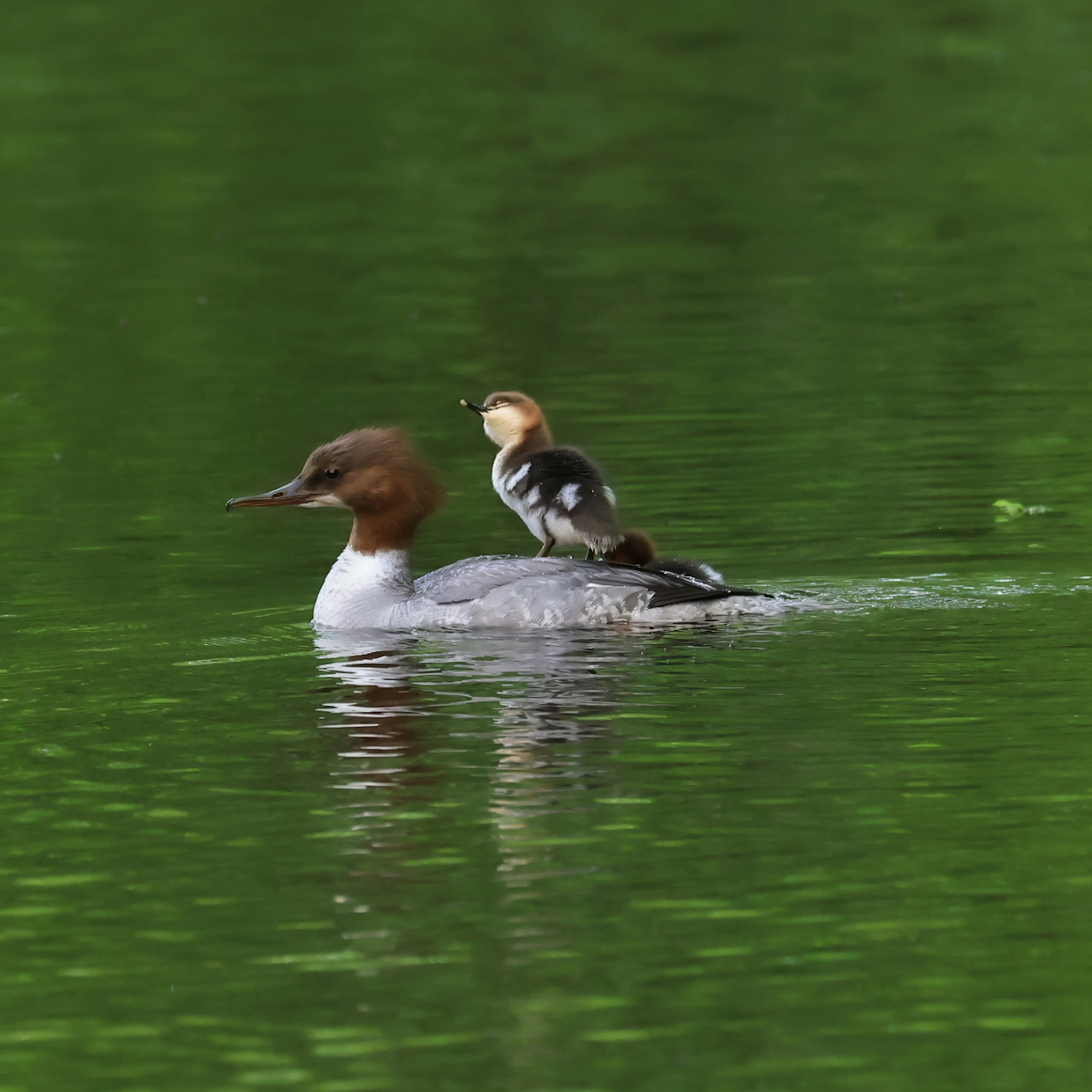 Mutterente schwimmt auf dem Wasser mit einem Entenküken auf ihrem Rücken