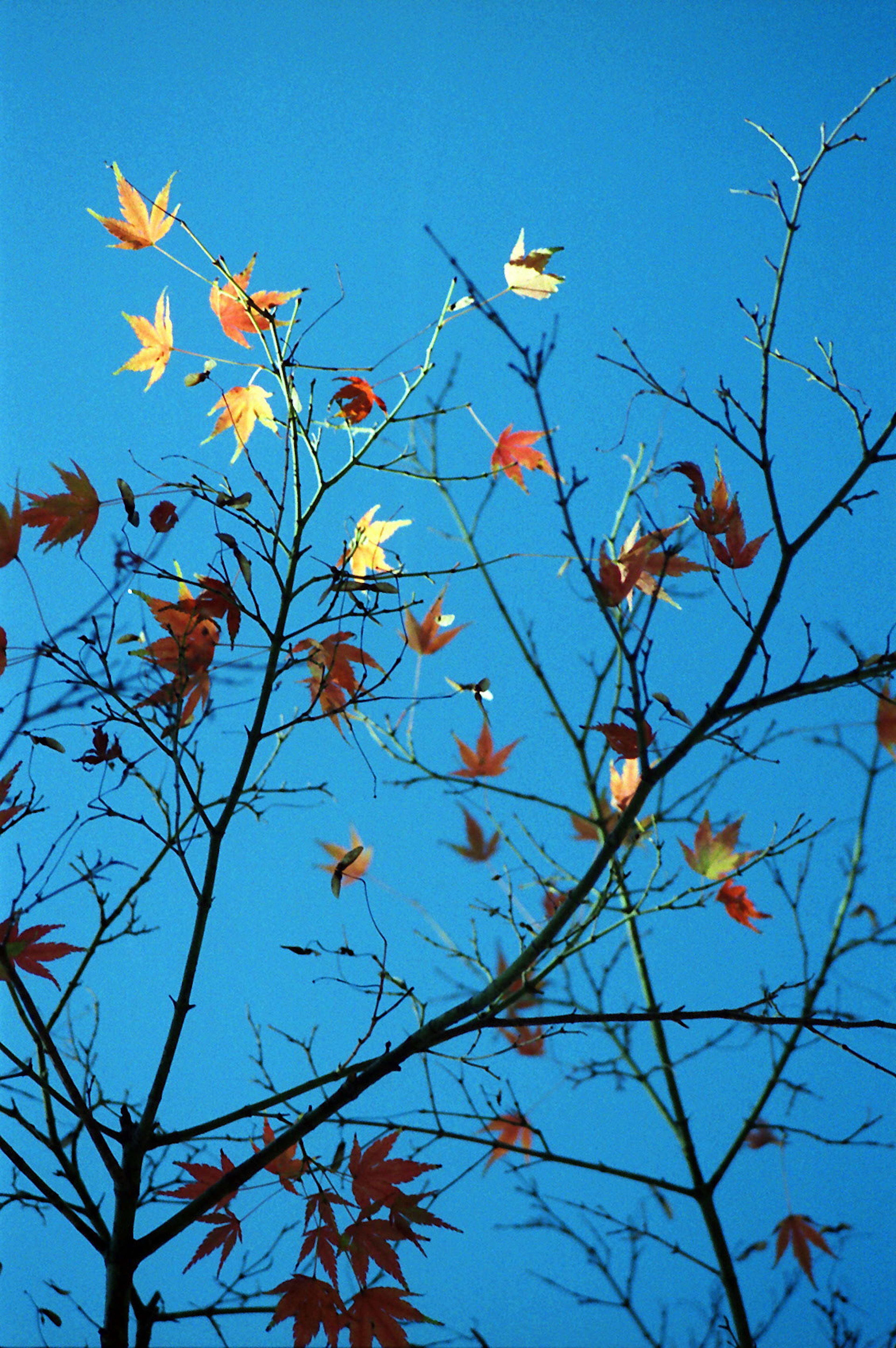 Ramas de un árbol con hojas de otoño contra un cielo azul