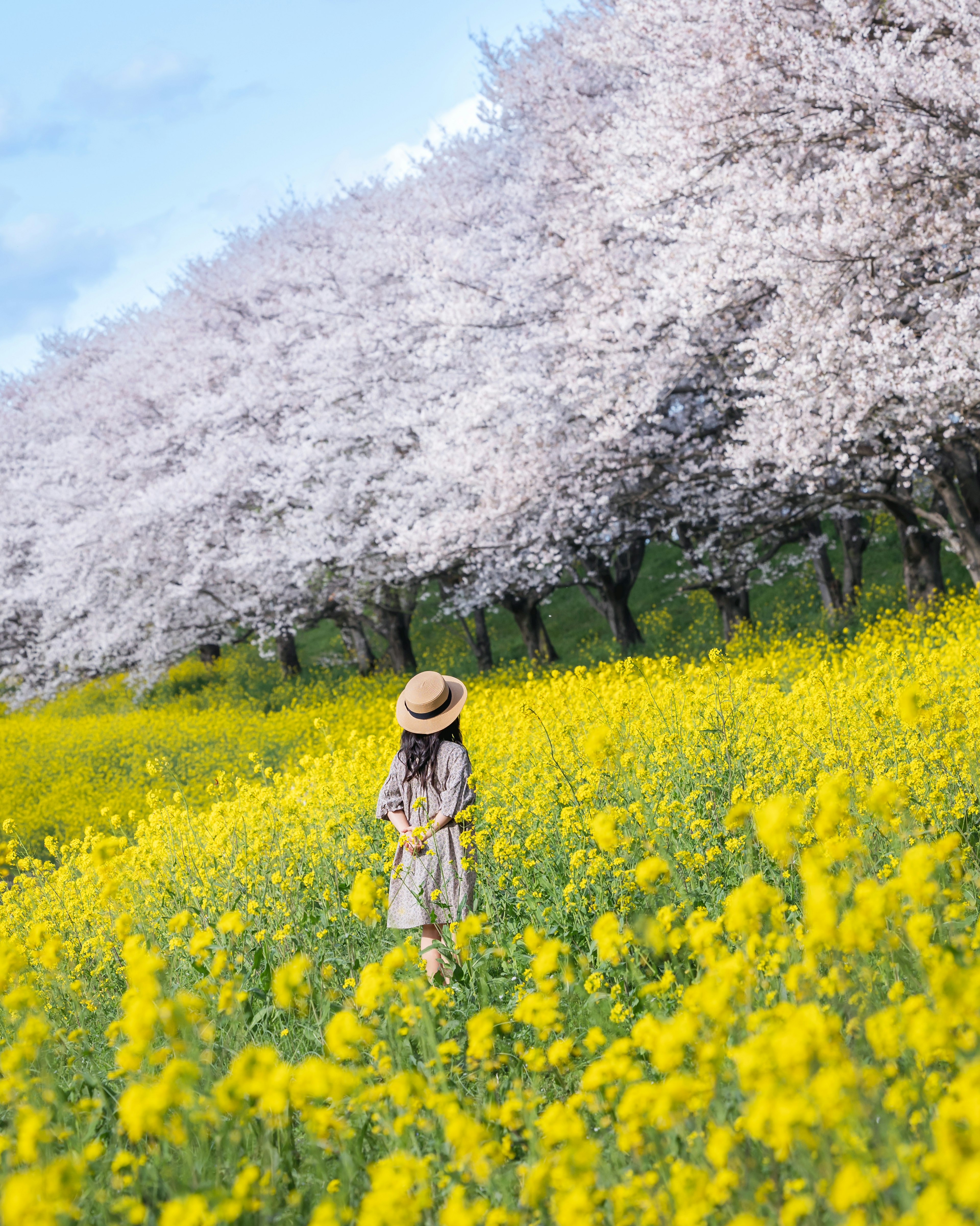 花畑で立つ女性と桜の木々の風景