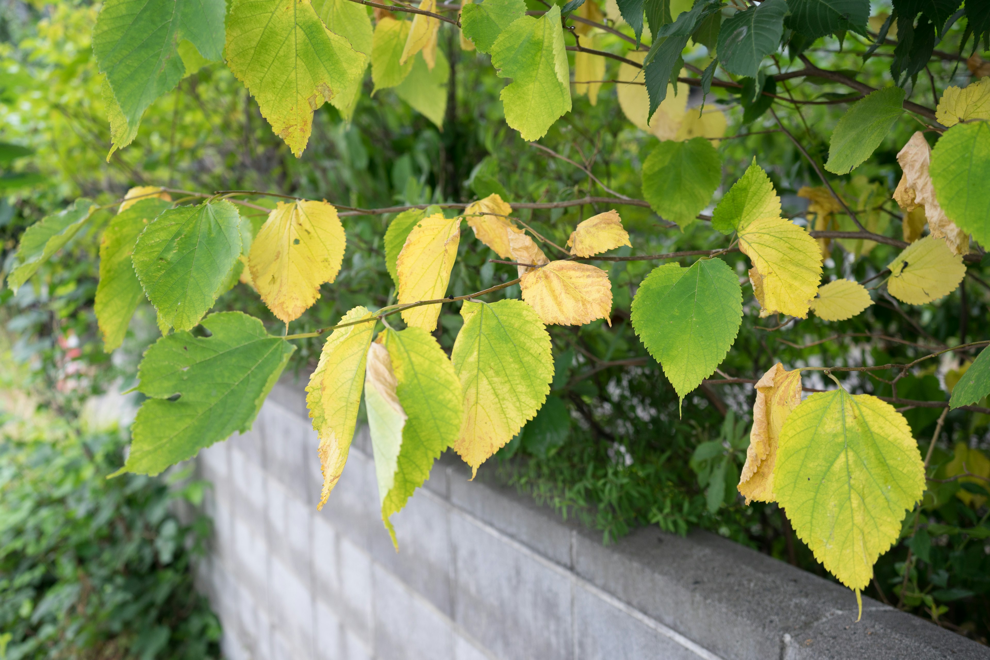 Yellow and green leaves near a wall