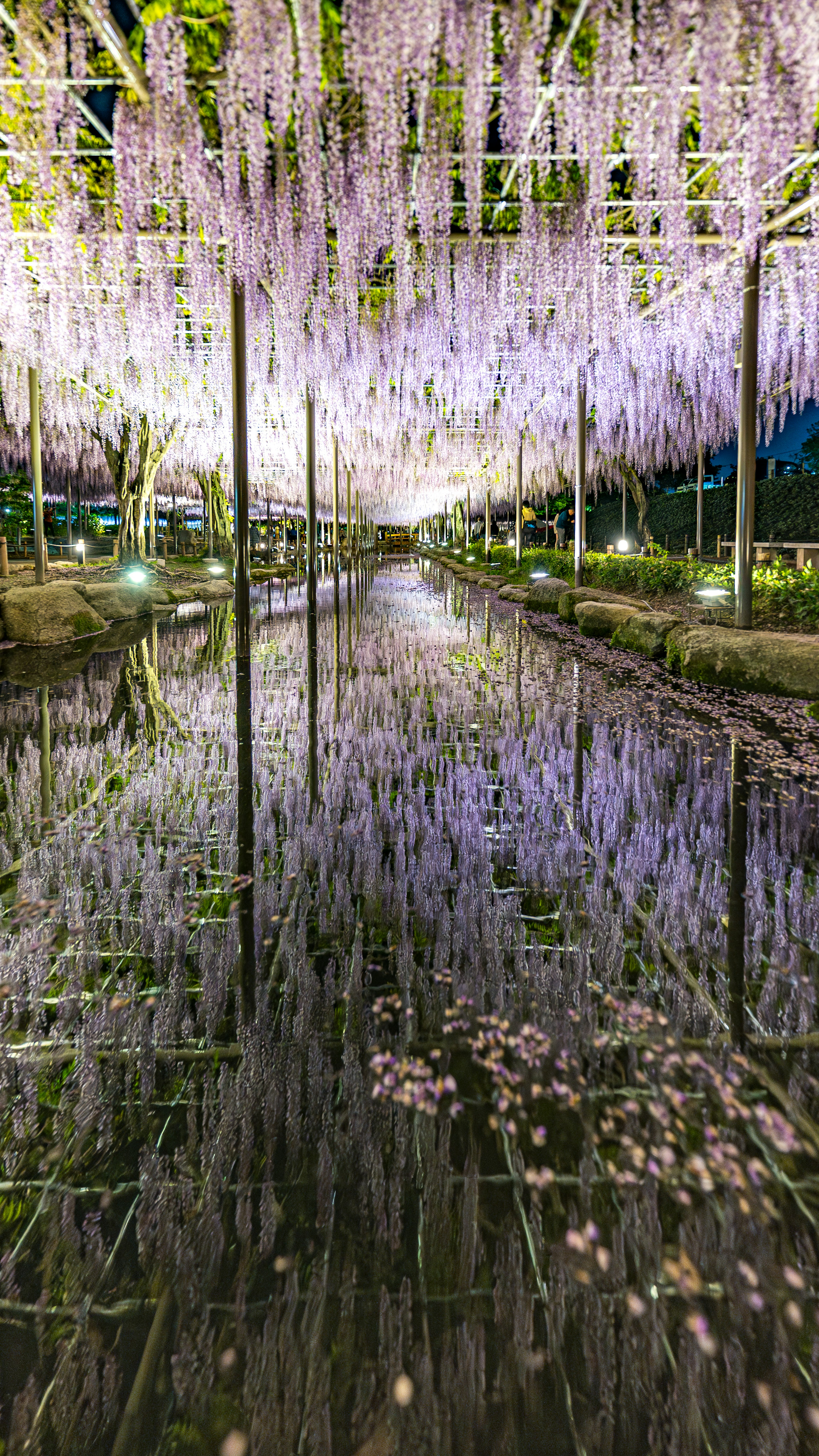 Hermosas flores de glicina colgando en una escena nocturna Reflexión de flores en la superficie del agua