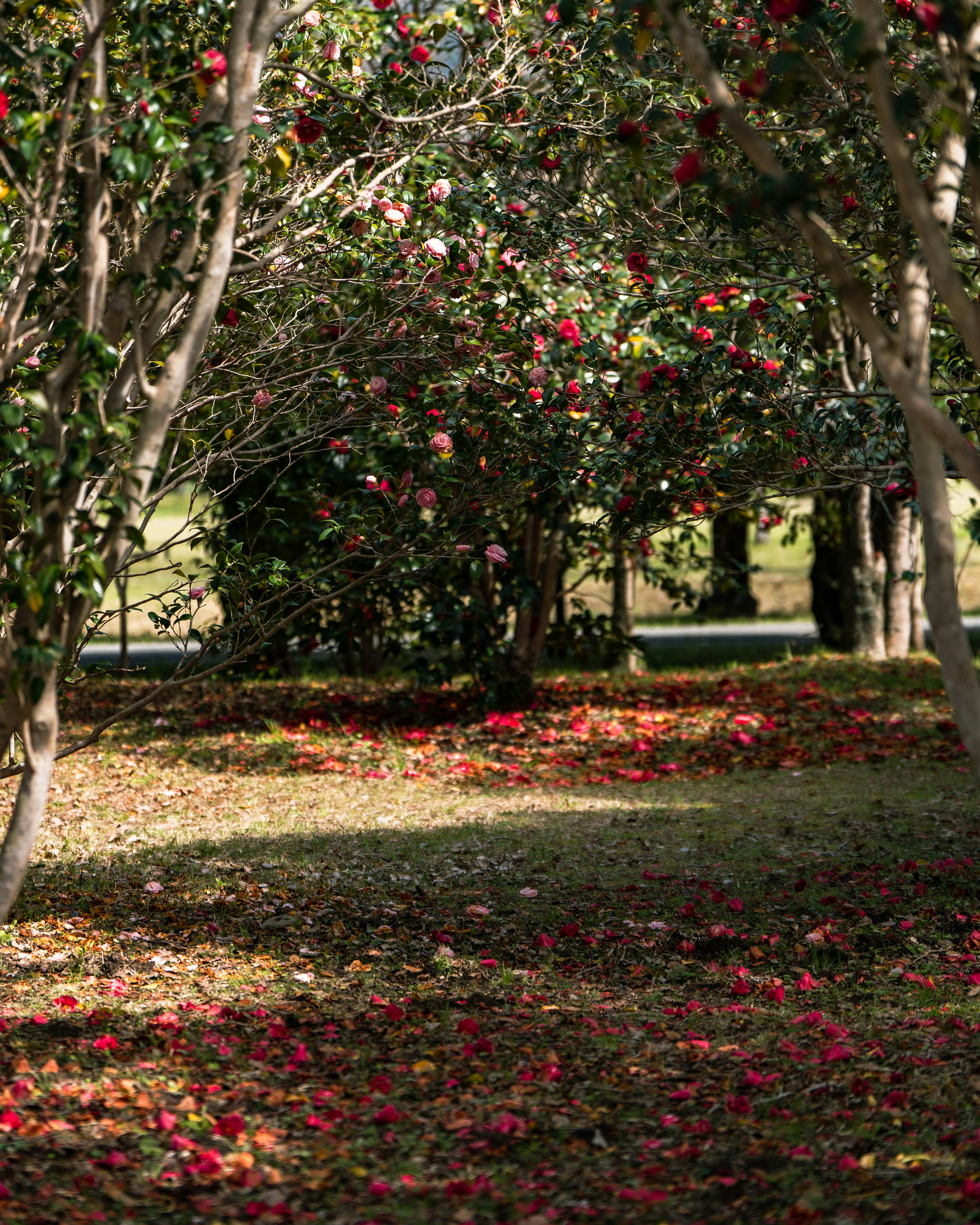 色とりどりの花びらが散りばめられた静かな公園の風景