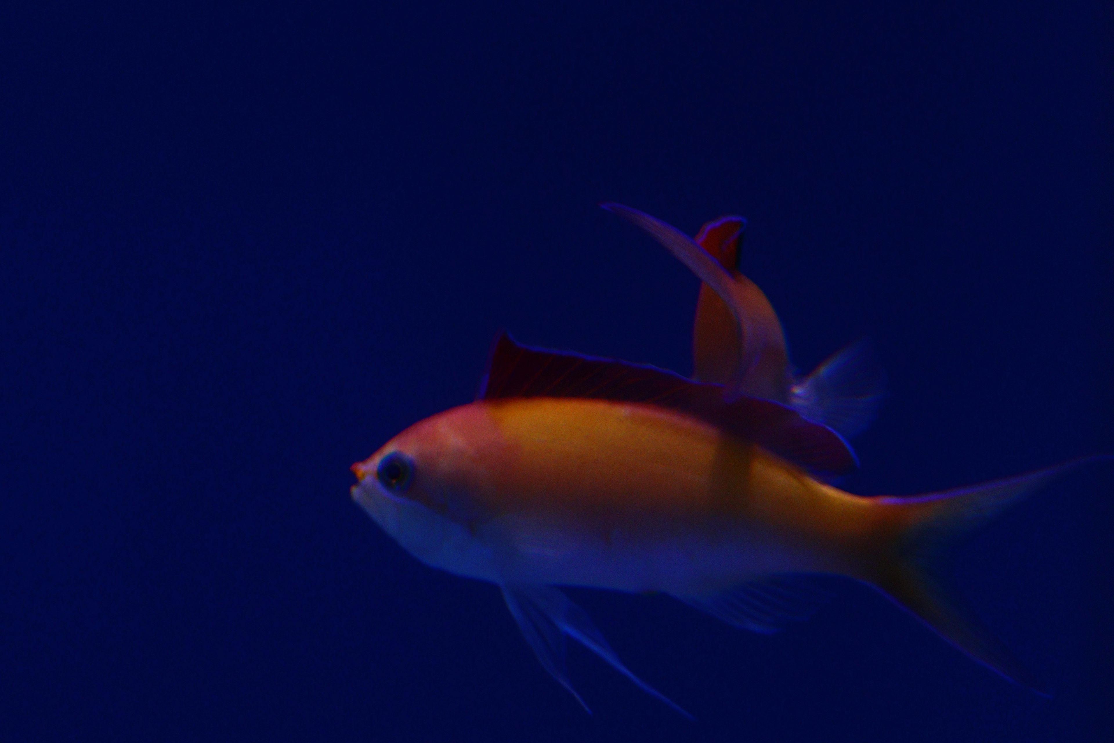 Orange Fisch schwimmt vor blauem Hintergrund mit rotem Fisch auf seinem Rücken