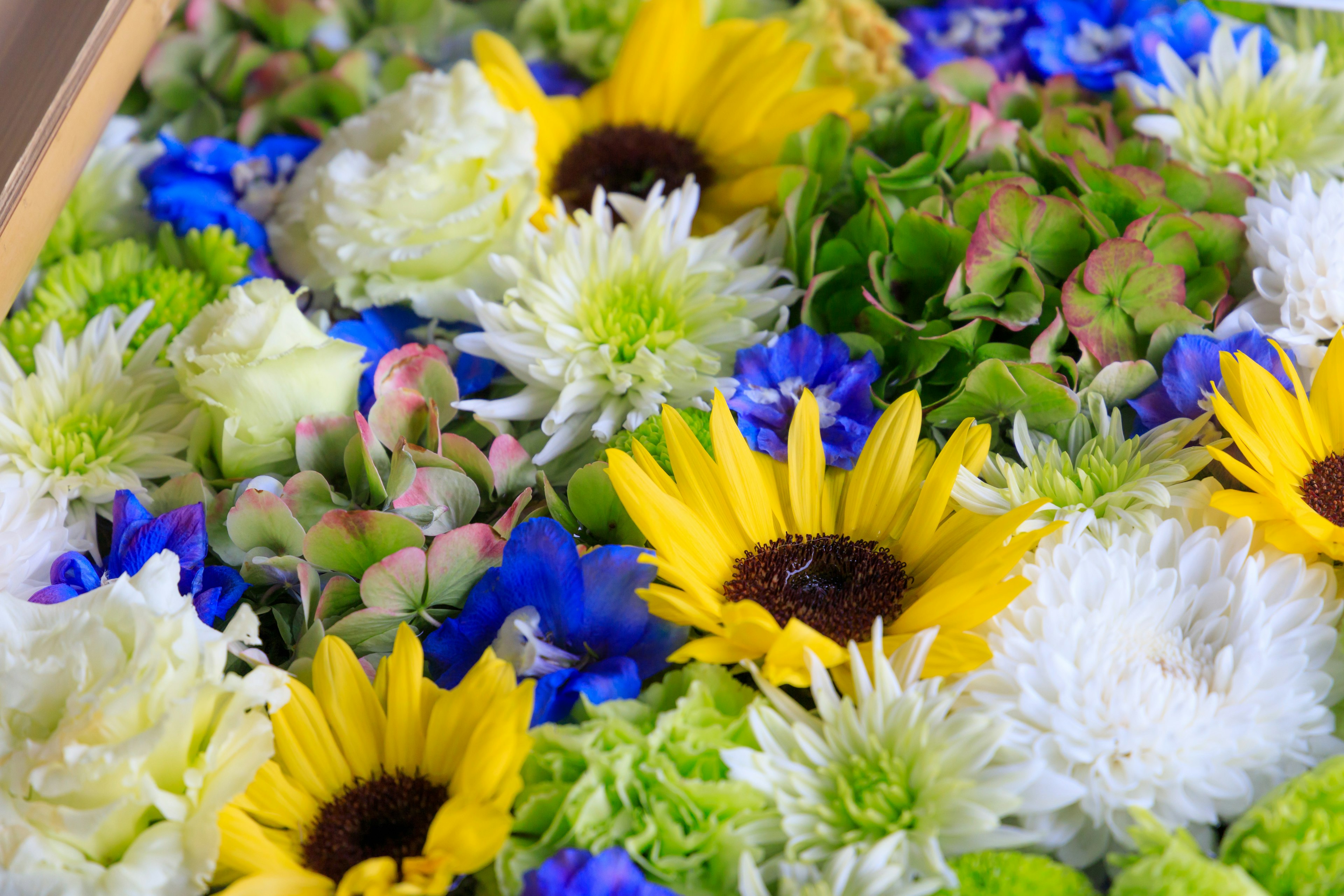 Bunte Blumenanordnung mit Sonnenblumen blauen Blumen und weißen Blumen