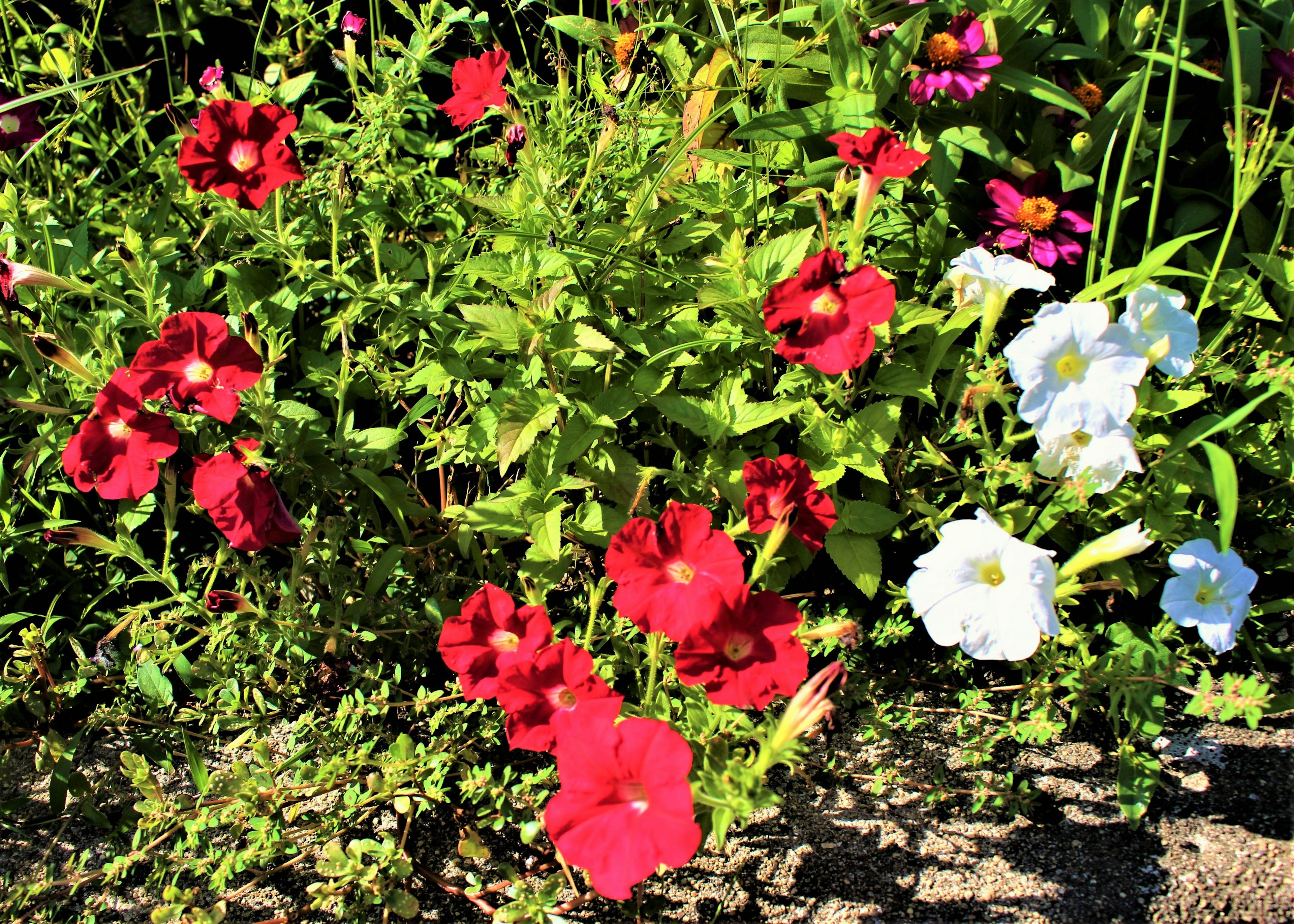 赤と白の花が咲いている庭の風景