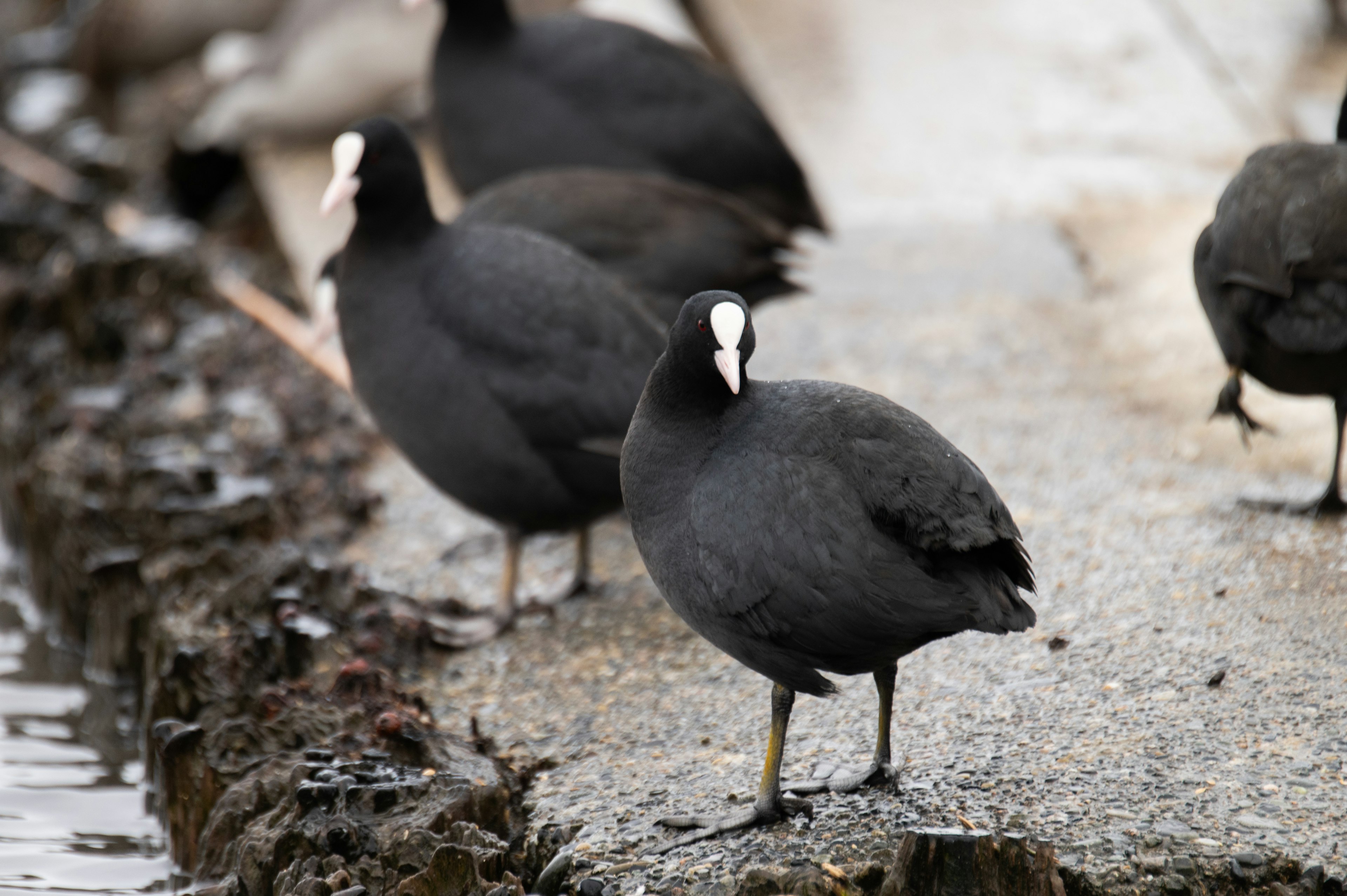 Sekelompok angsa hitam berdiri di tepi air