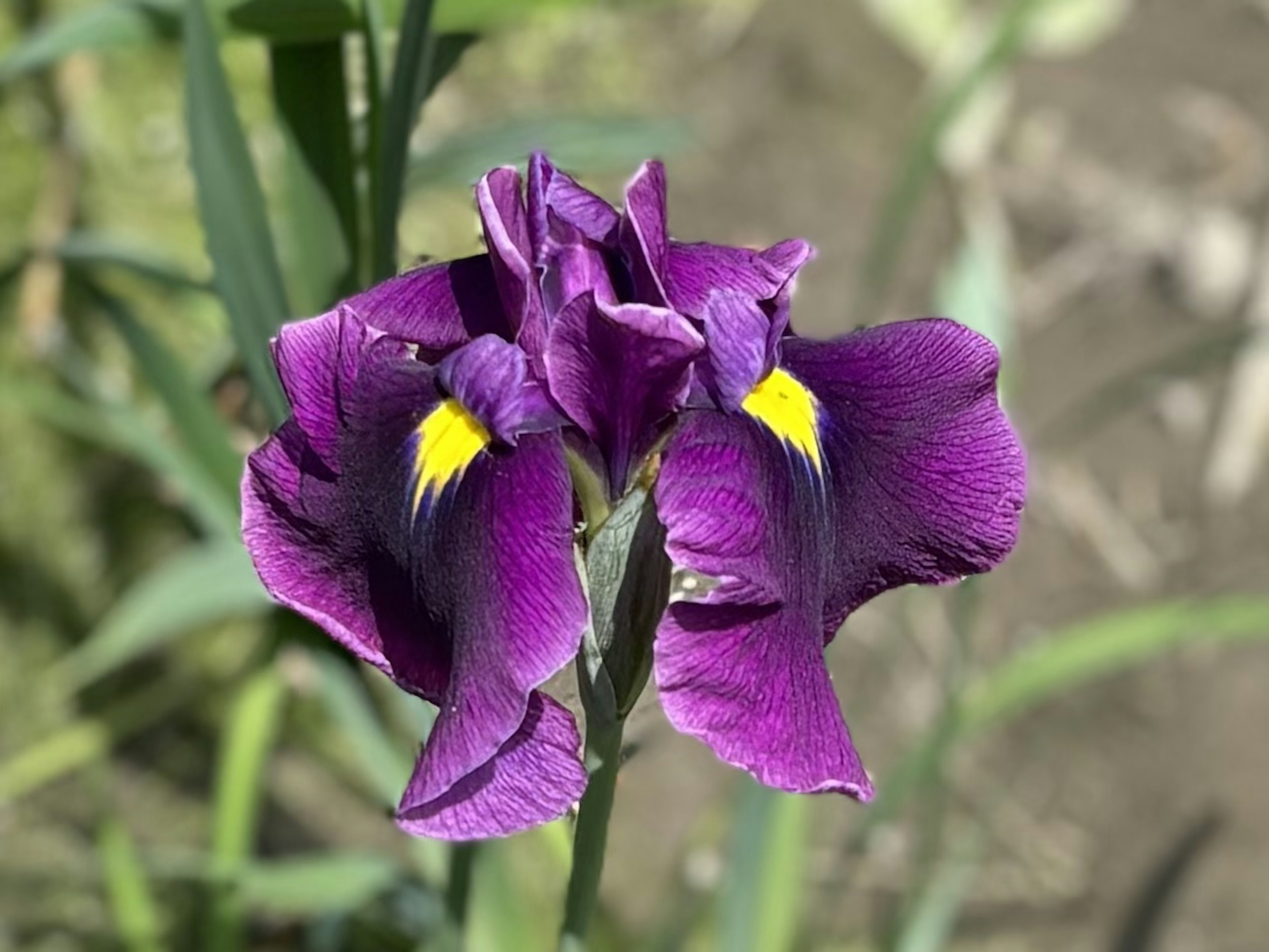 Two vibrant purple iris flowers with yellow accents blooming together