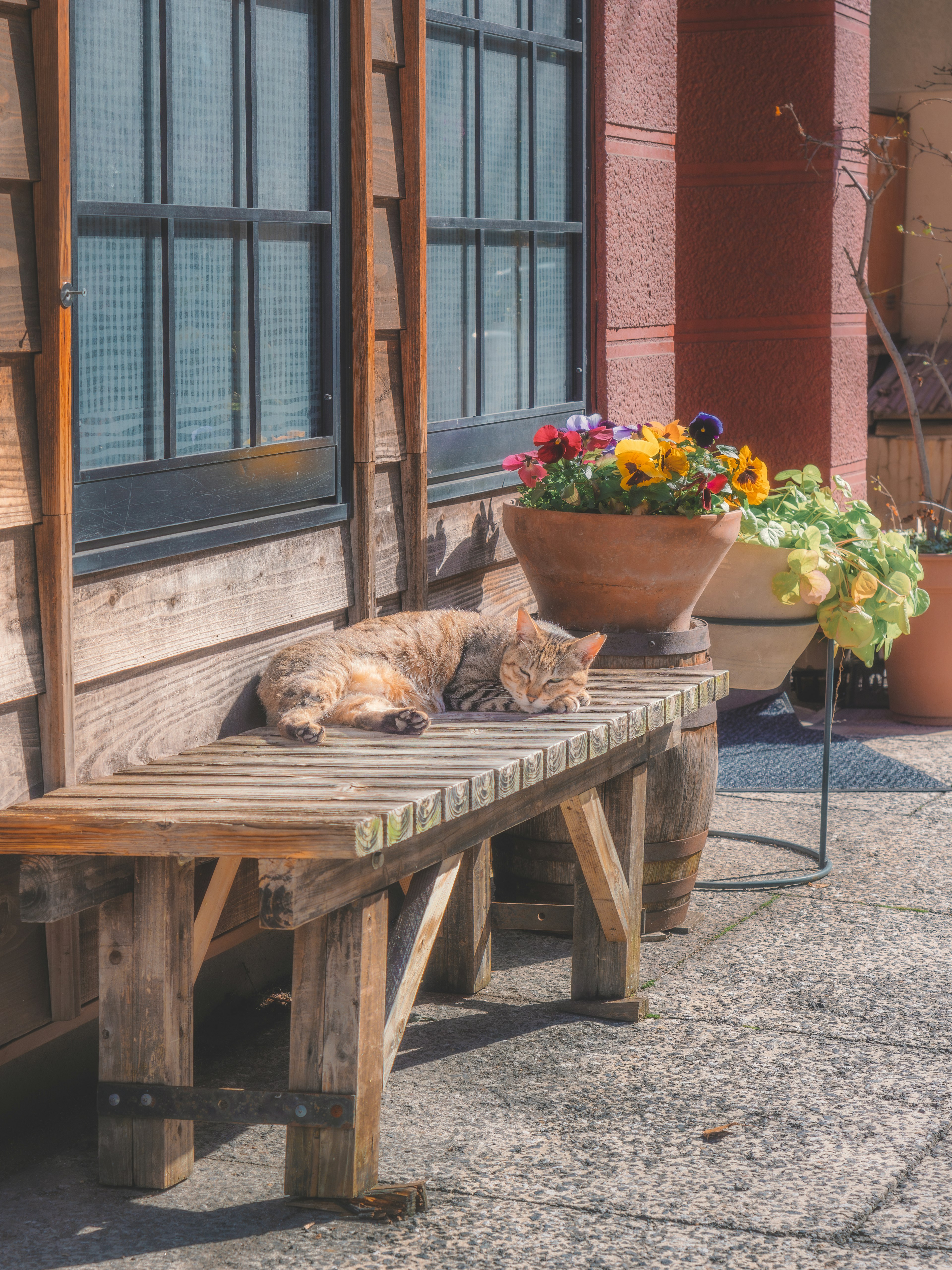 木製のベンチで寝ている猫とカラフルな花の鉢がある風景