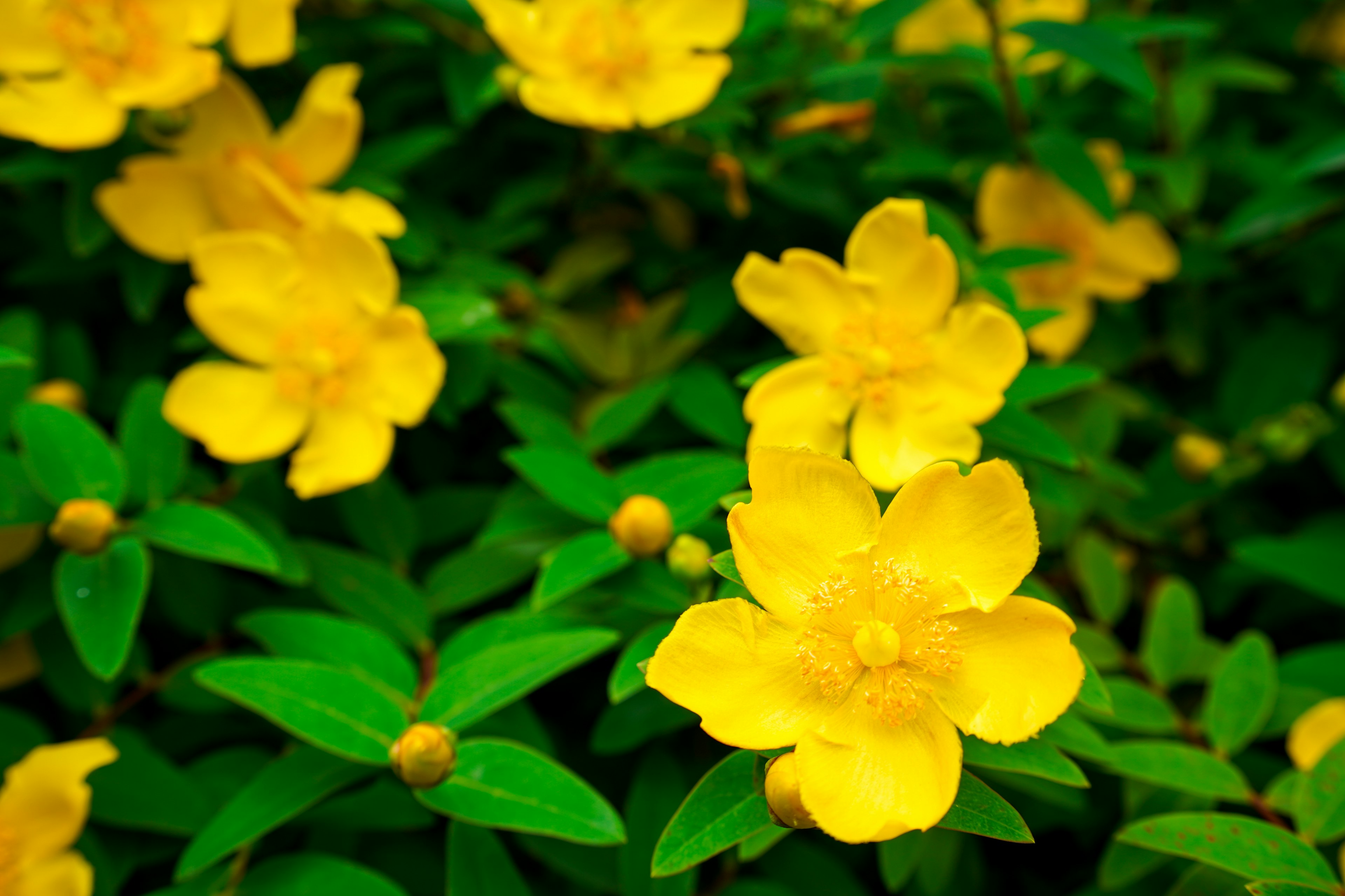 Lebendige gelbe Blumen umgeben von grünen Blättern