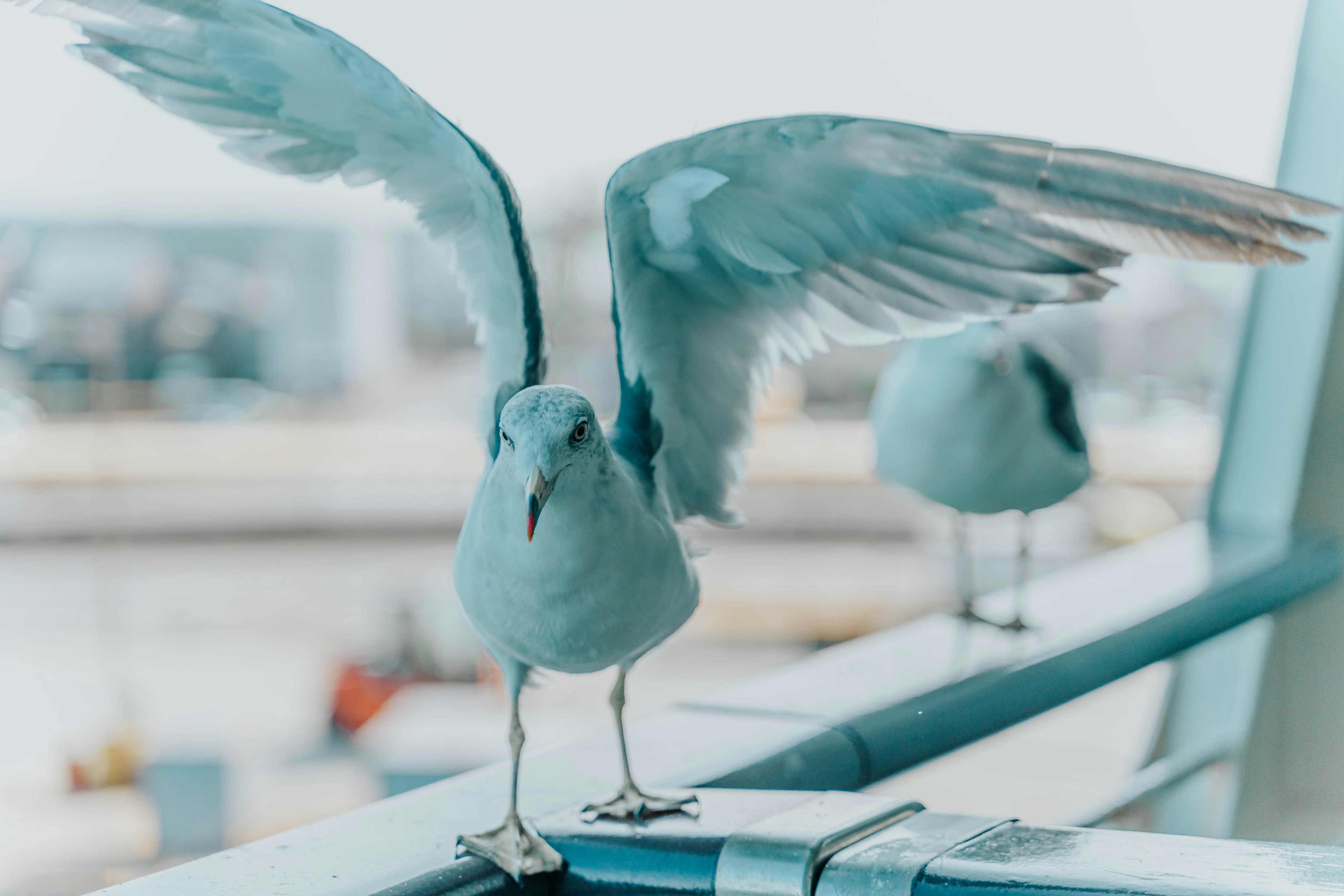 A seagull spreading its blue wings standing on a balcony with a blurred ocean background