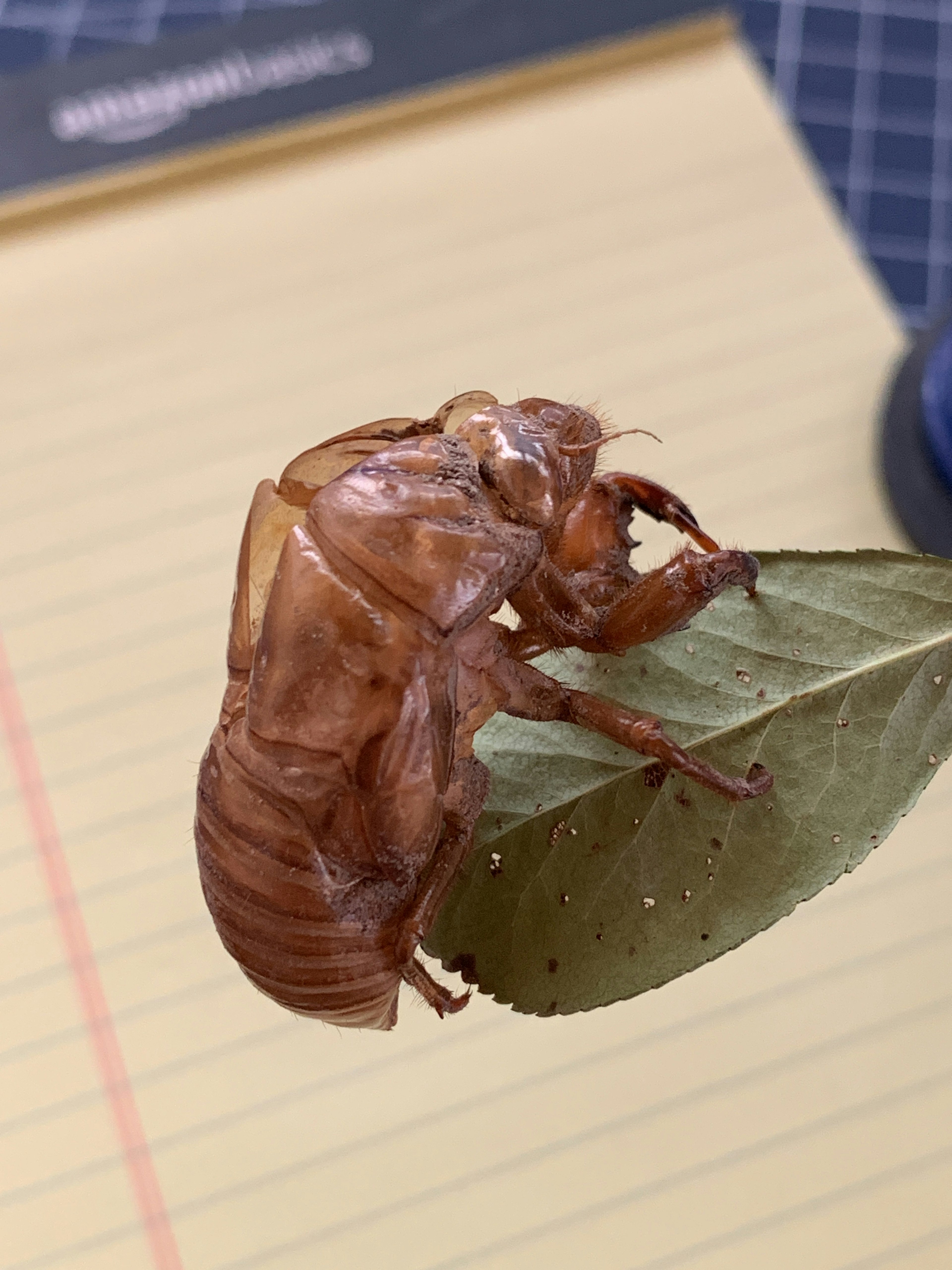 葉の上に乗った脱け殻のセミの姿