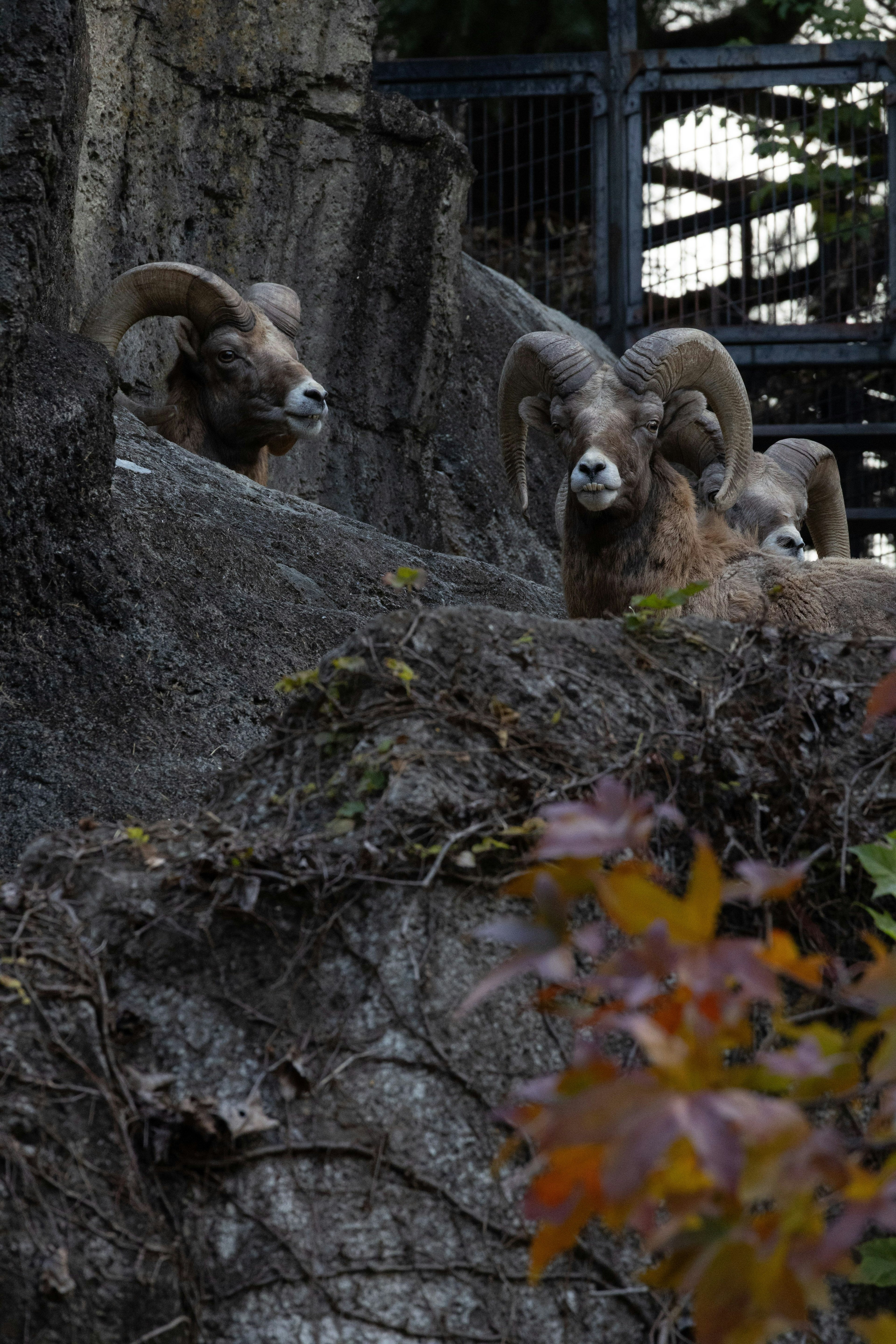 Deux moutons à grandes cornes sur un rebord rocheux