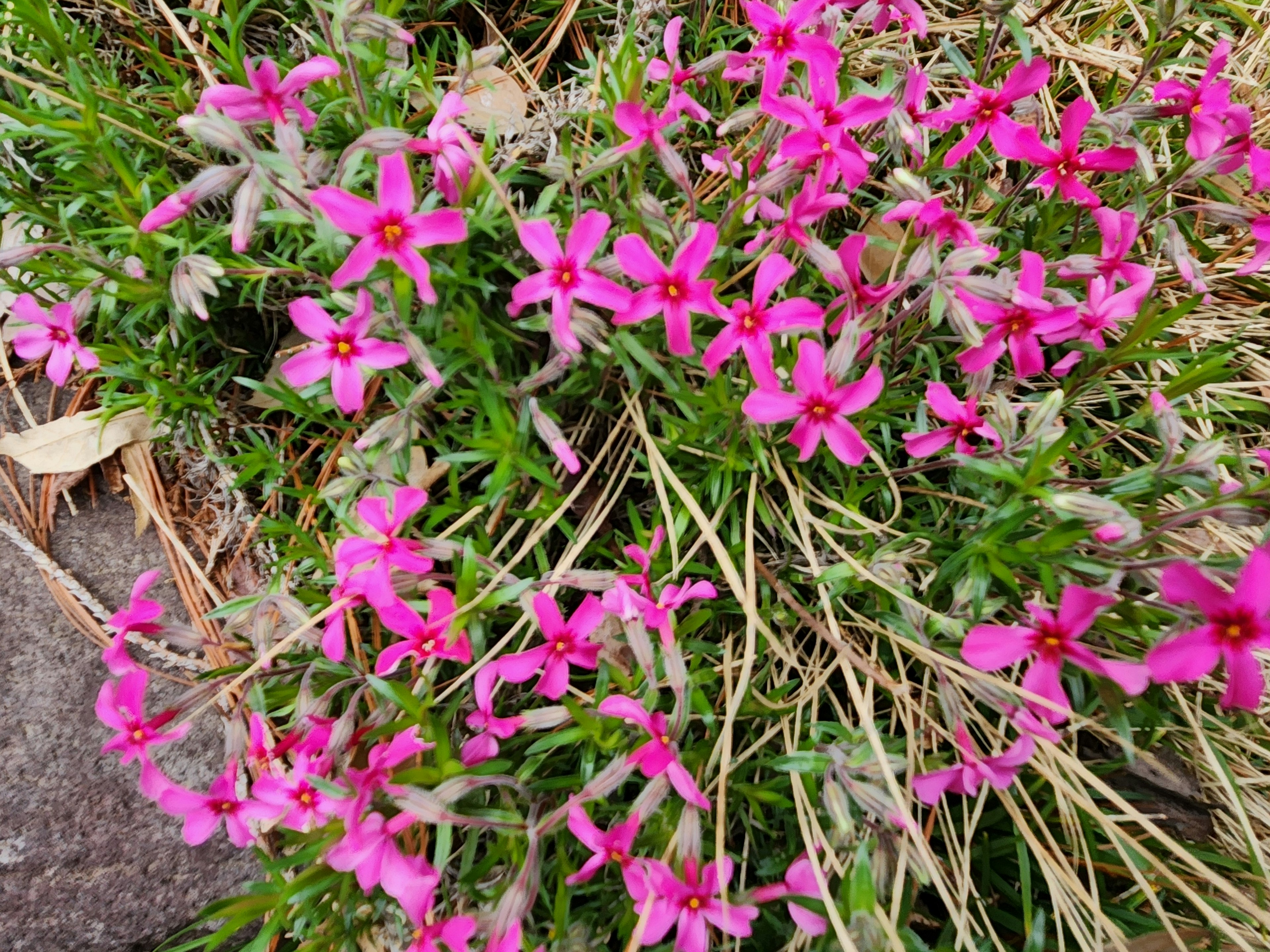 Vibrant pink flowers blooming among green grass